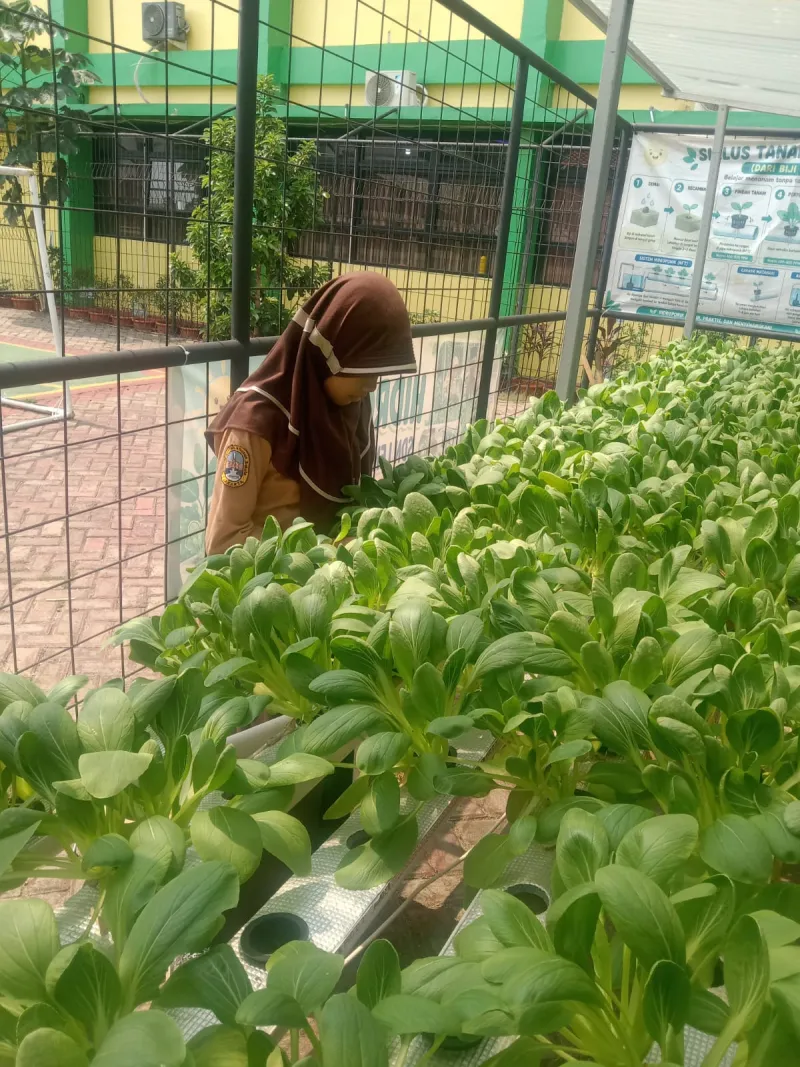 Lahan Urban Farming SDN Lenteng Agung 07 Jakarta - Gambar 13