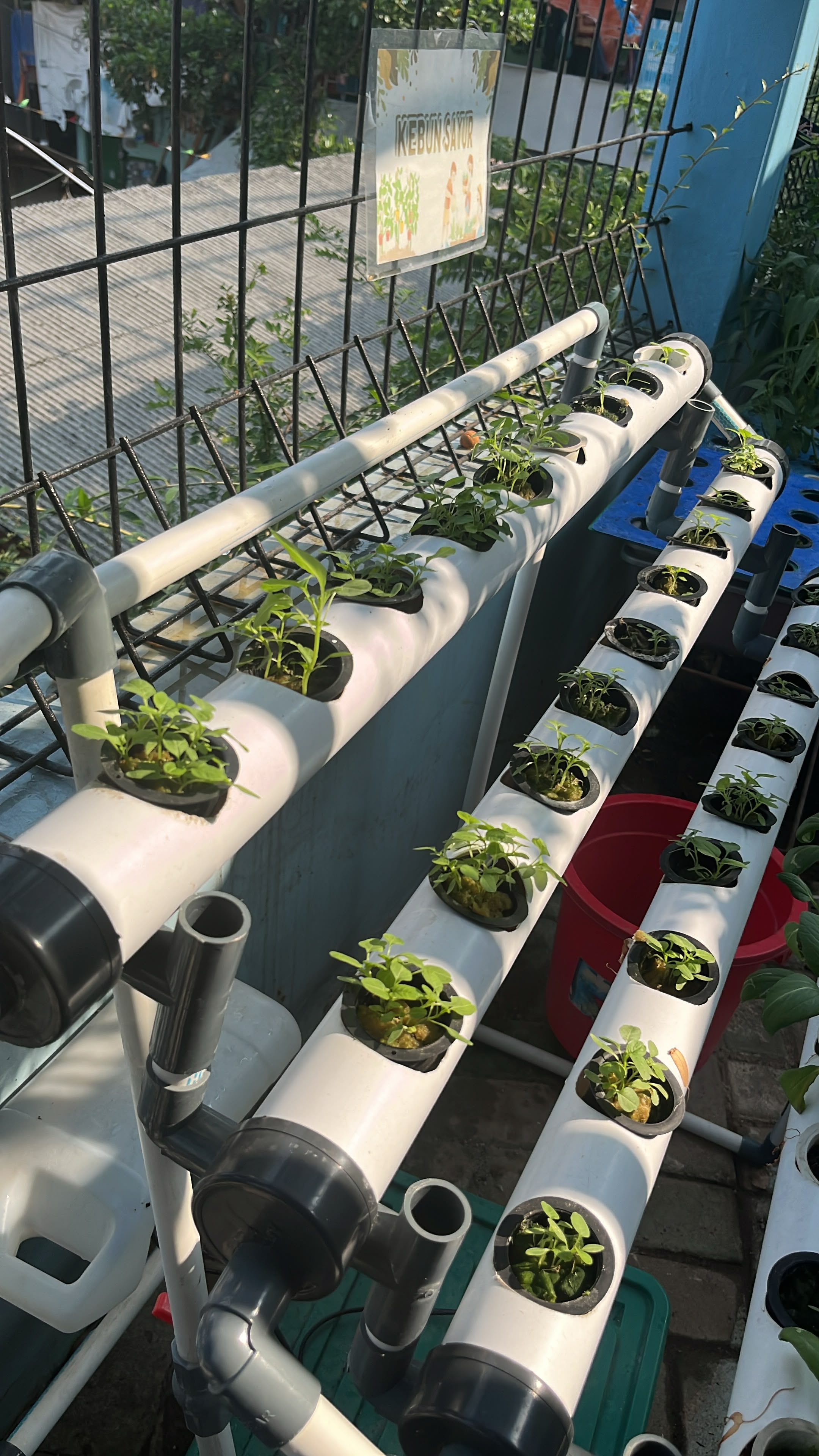 Lahan Urban Farming SMKN 43 Jakarta - Gambar 19