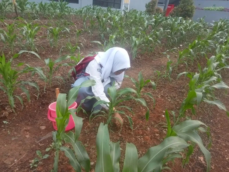 KEBUN SMKN 74 JAGAKARSA JAKARTA SELATAN - Gambar 546