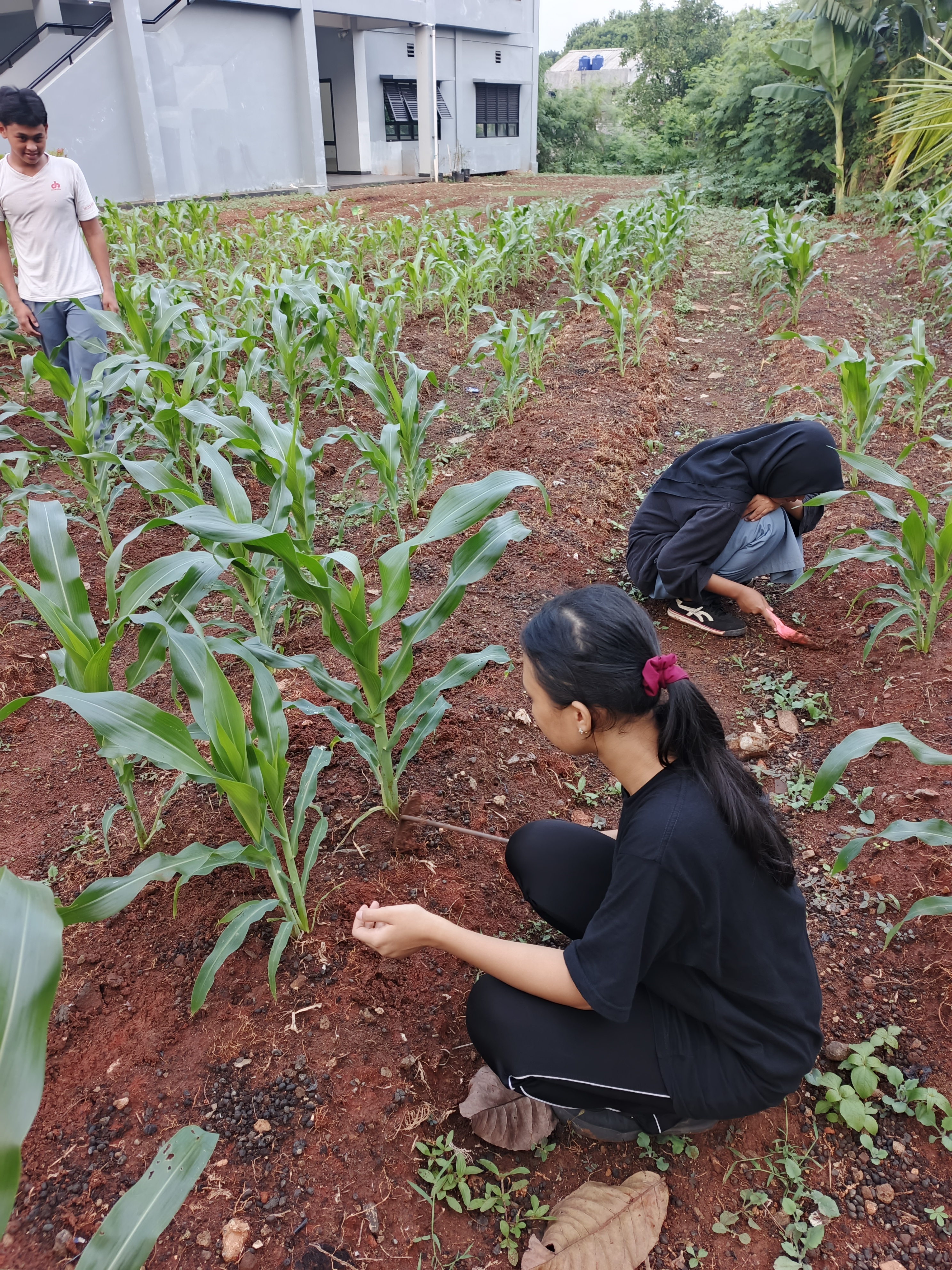 KEBUN SMKN 74 JAGAKARSA JAKARTA SELATAN - Gambar 549