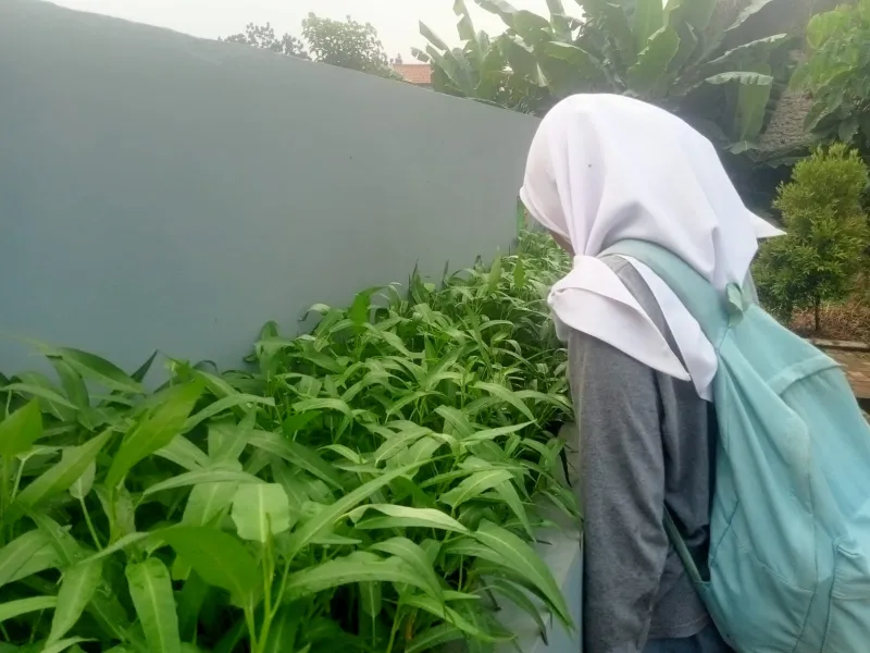 KEBUN SMKN 74 JAGAKARSA JAKARTA SELATAN - Gambar 547