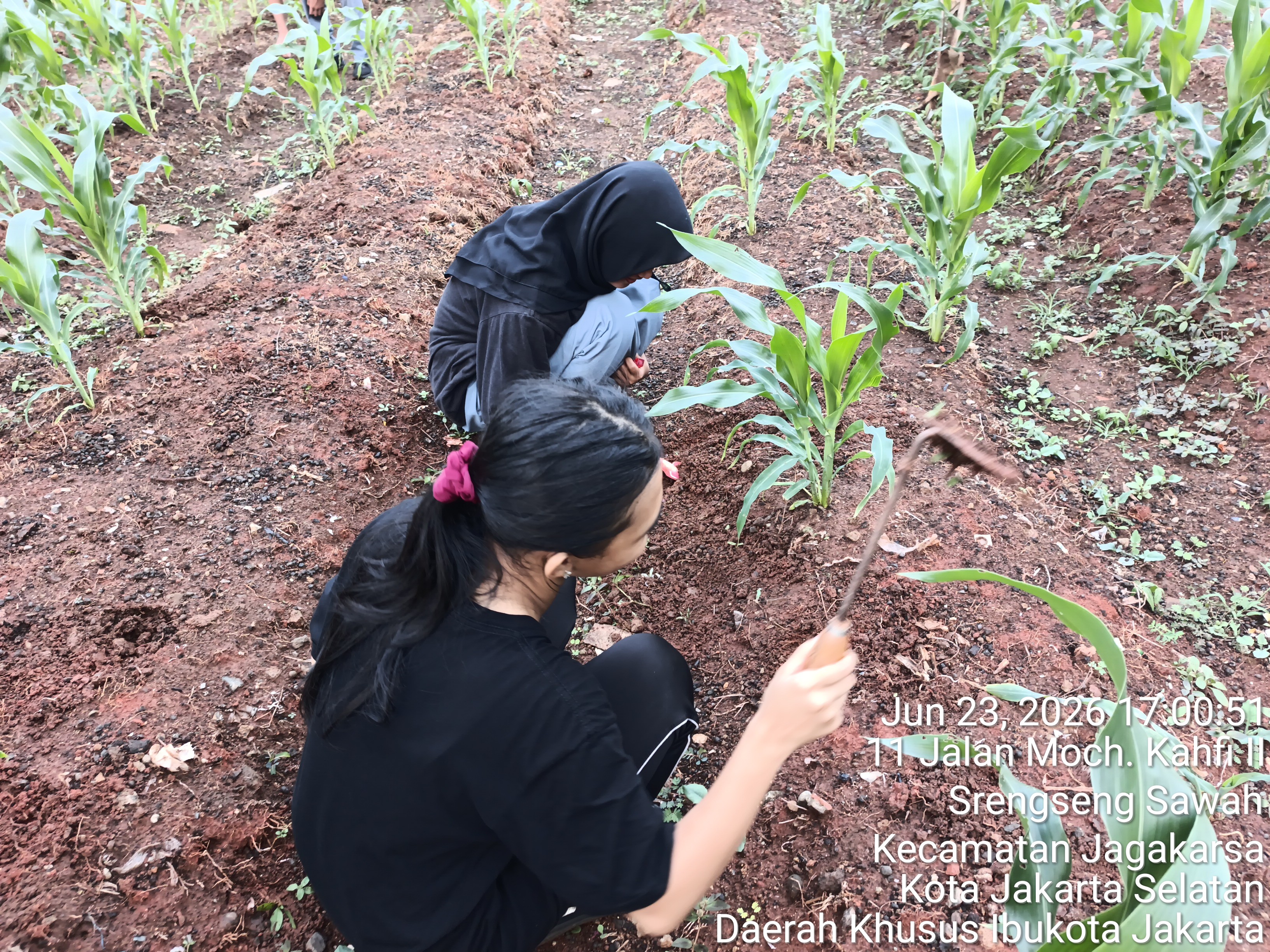 KEBUN SMKN 74 JAGAKARSA JAKARTA SELATAN - Gambar 548