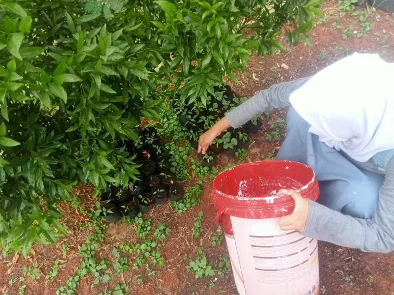 KEBUN SMKN 74 JAGAKARSA JAKARTA SELATAN - Gambar 545