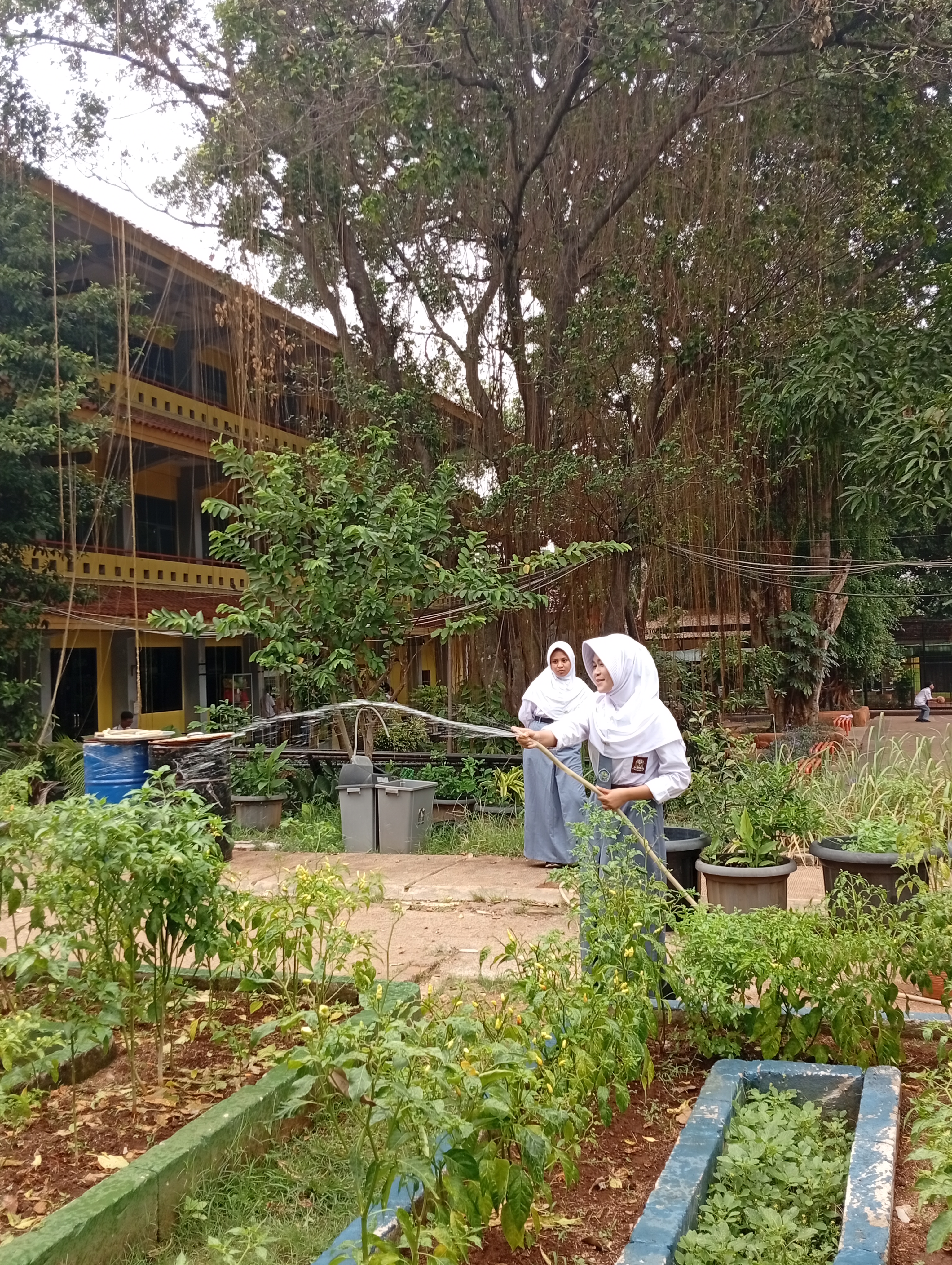 Lahan Urban Farming SMAN 109 Jakarta - Gambar 17