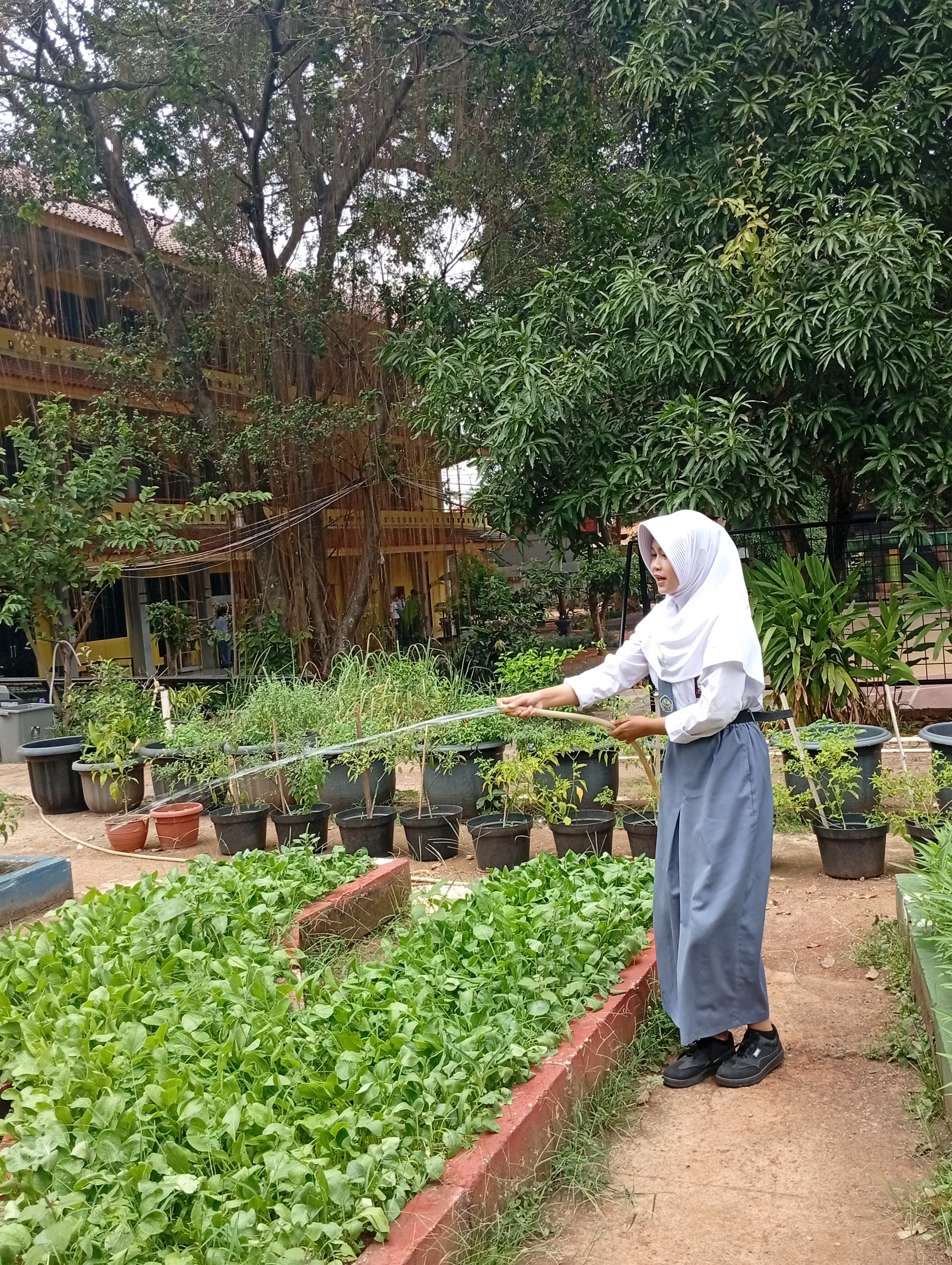 Lahan Urban Farming SMAN 109 Jakarta - Gambar 16
