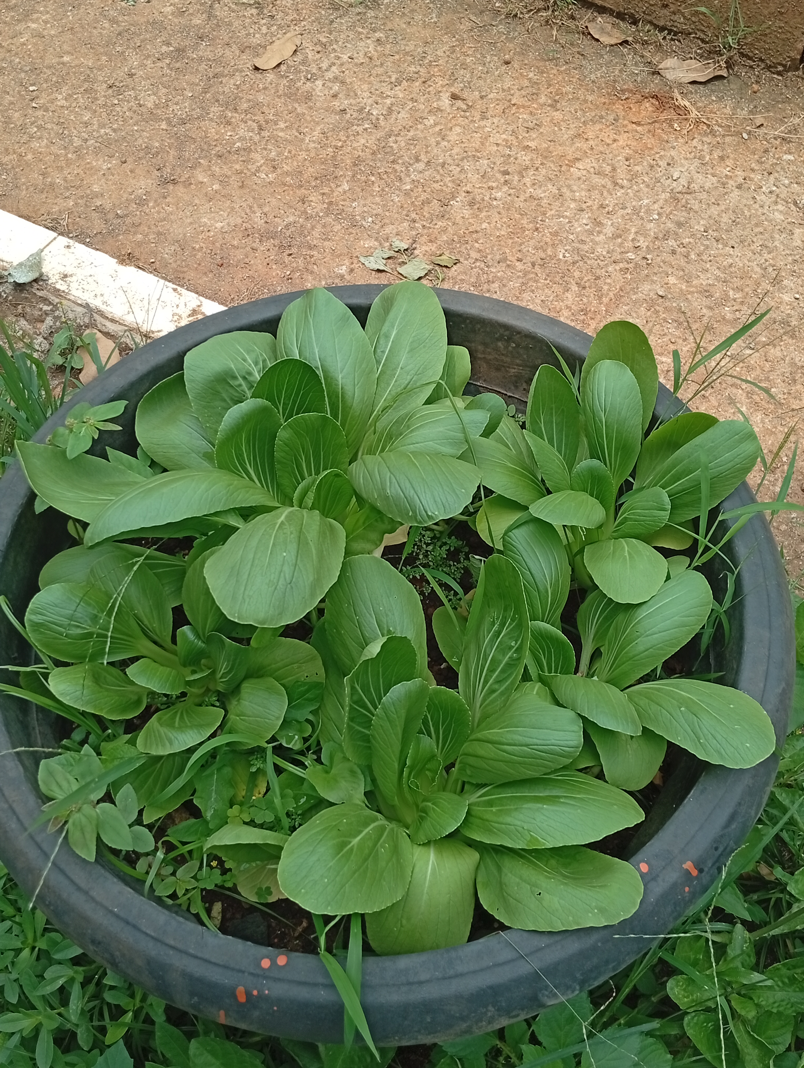 Lahan Urban Farming SMAN 109 Jakarta - Gambar 14