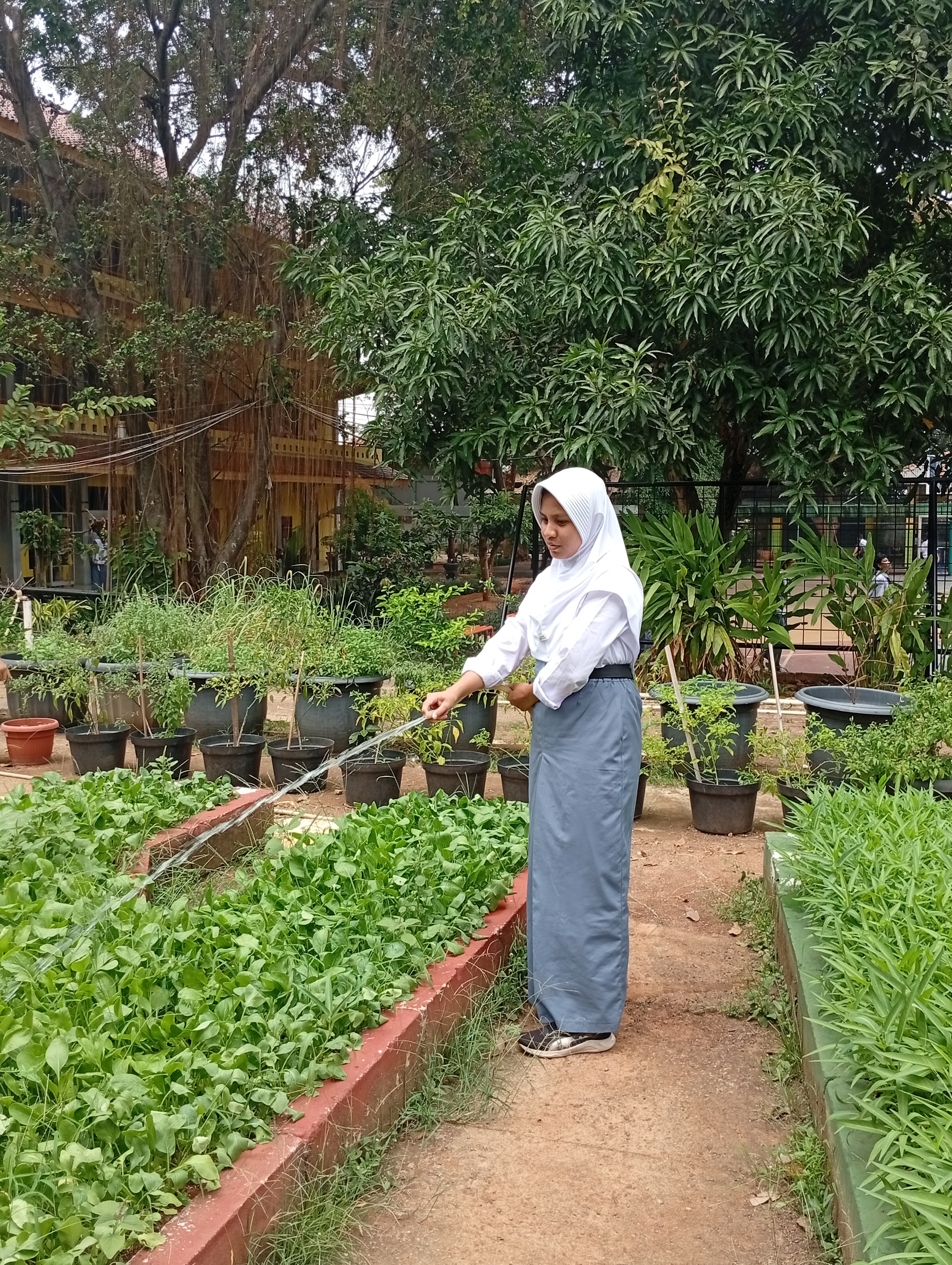 Lahan Urban Farming SMAN 109 Jakarta - Gambar 15
