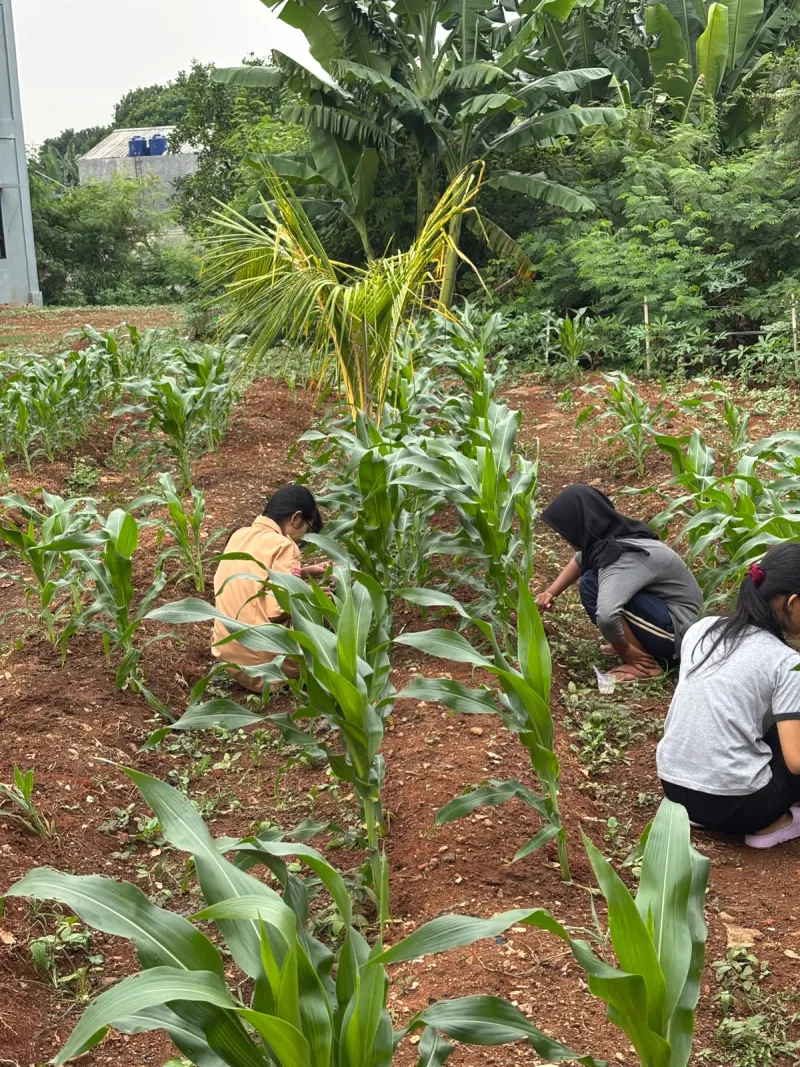 KEBUN SMKN 74 JAGAKARSA JAKARTA SELATAN - Gambar 543