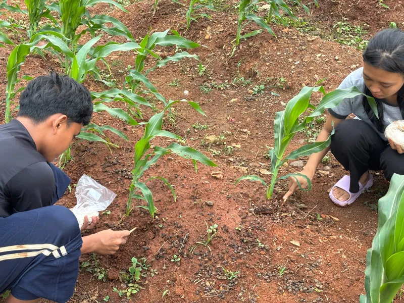 KEBUN SMKN 74 JAGAKARSA JAKARTA SELATAN - Gambar 544