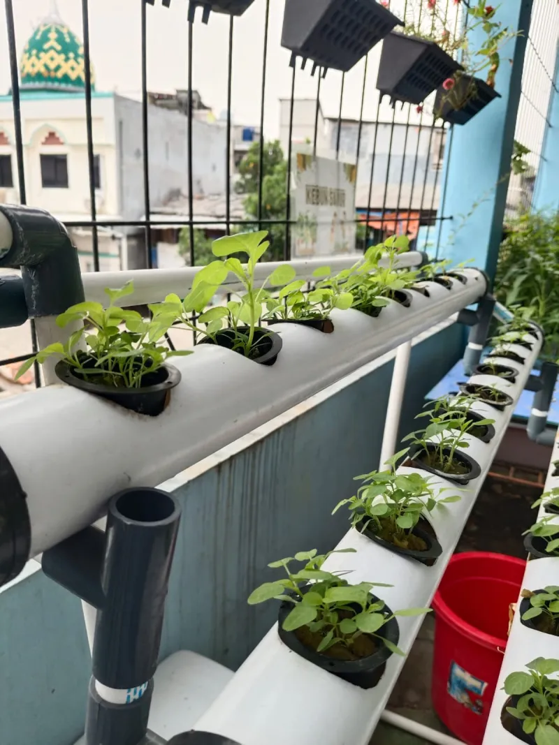 Lahan Urban Farming SMKN 43 Jakarta - Gambar 14