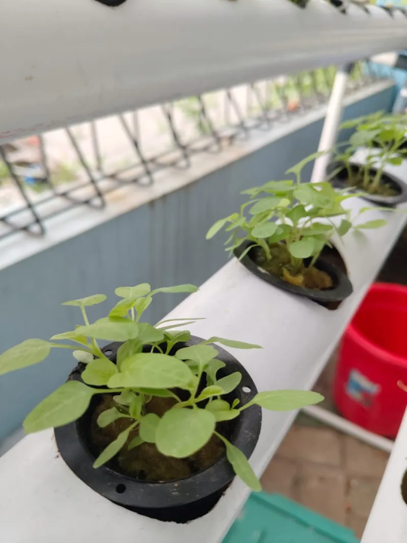 Lahan Urban Farming SMKN 43 Jakarta - Gambar 15
