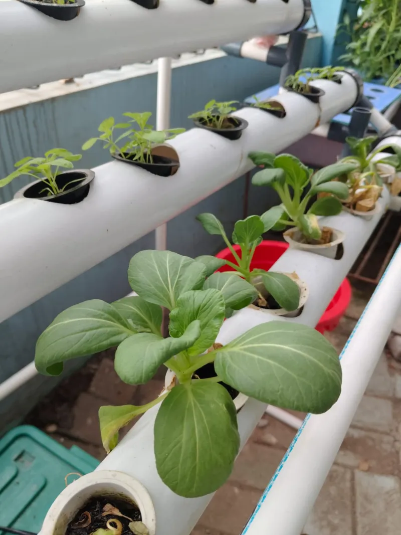 Lahan Urban Farming SMKN 43 Jakarta - Gambar 18