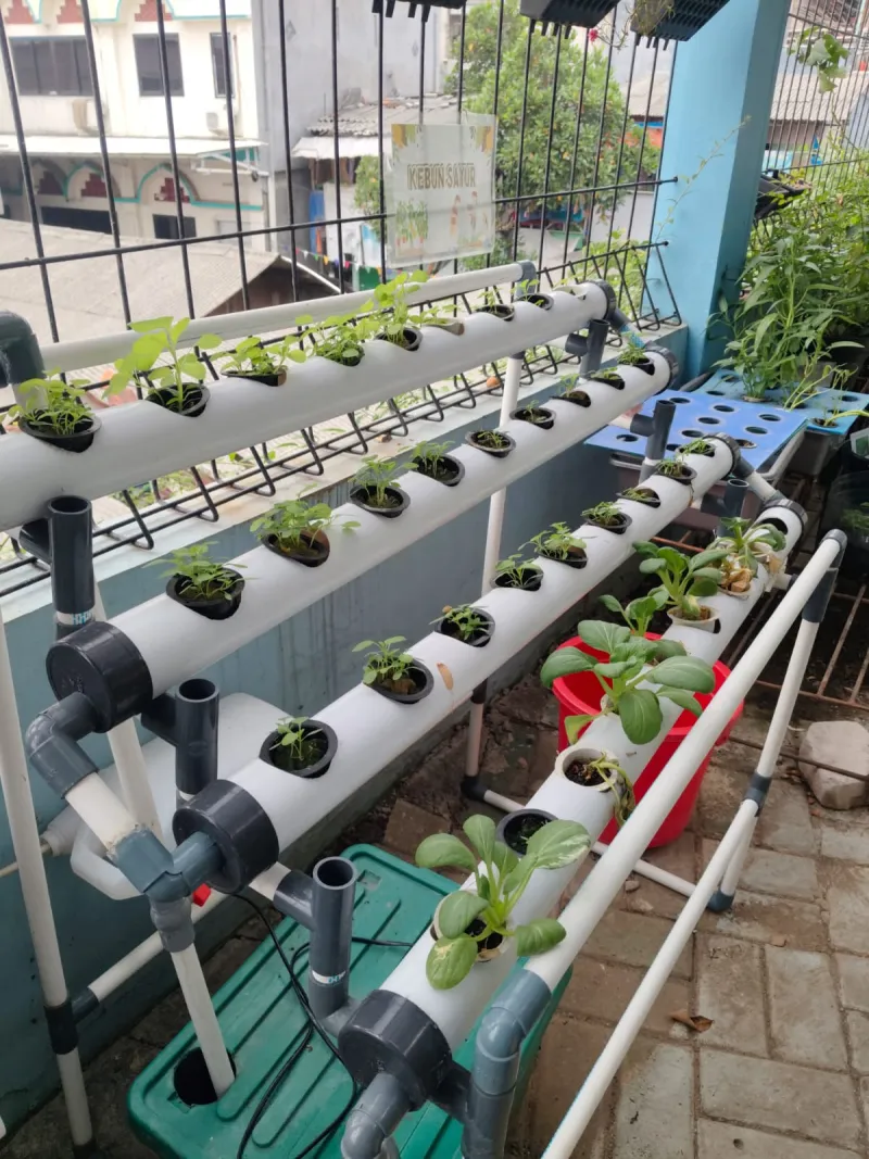 Lahan Urban Farming SMKN 43 Jakarta - Gambar 17