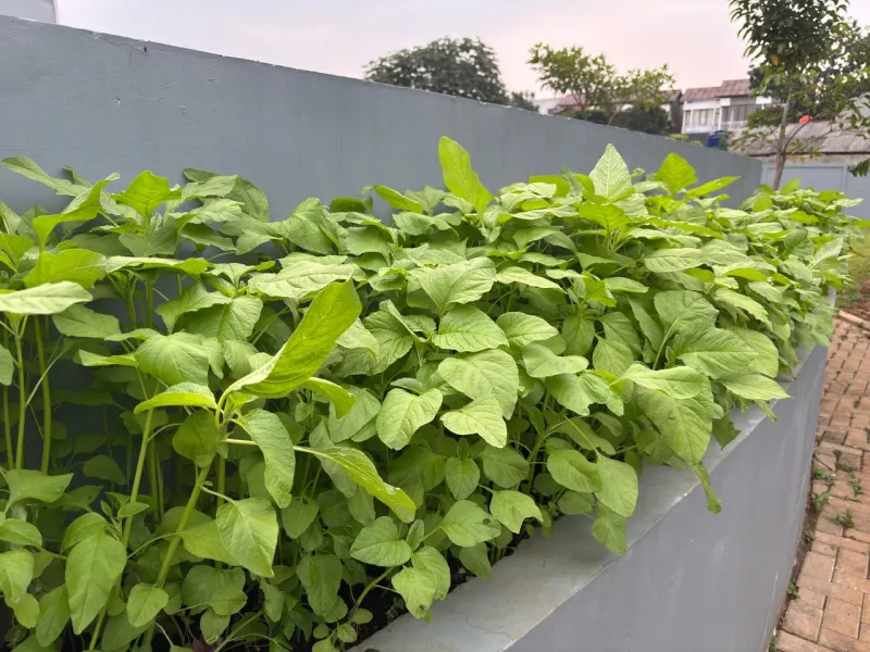 KEBUN SMKN 74 JAGAKARSA JAKARTA SELATAN - Gambar 542