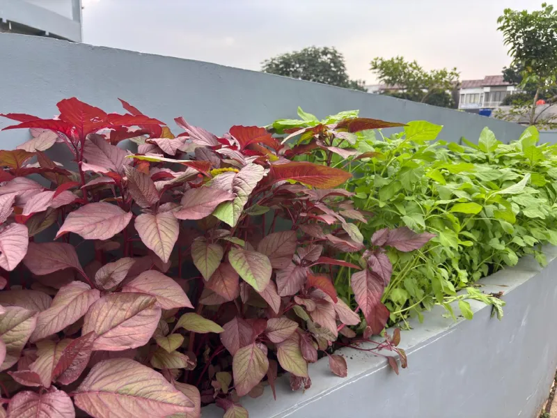 KEBUN SMKN 74 JAGAKARSA JAKARTA SELATAN - Gambar 540