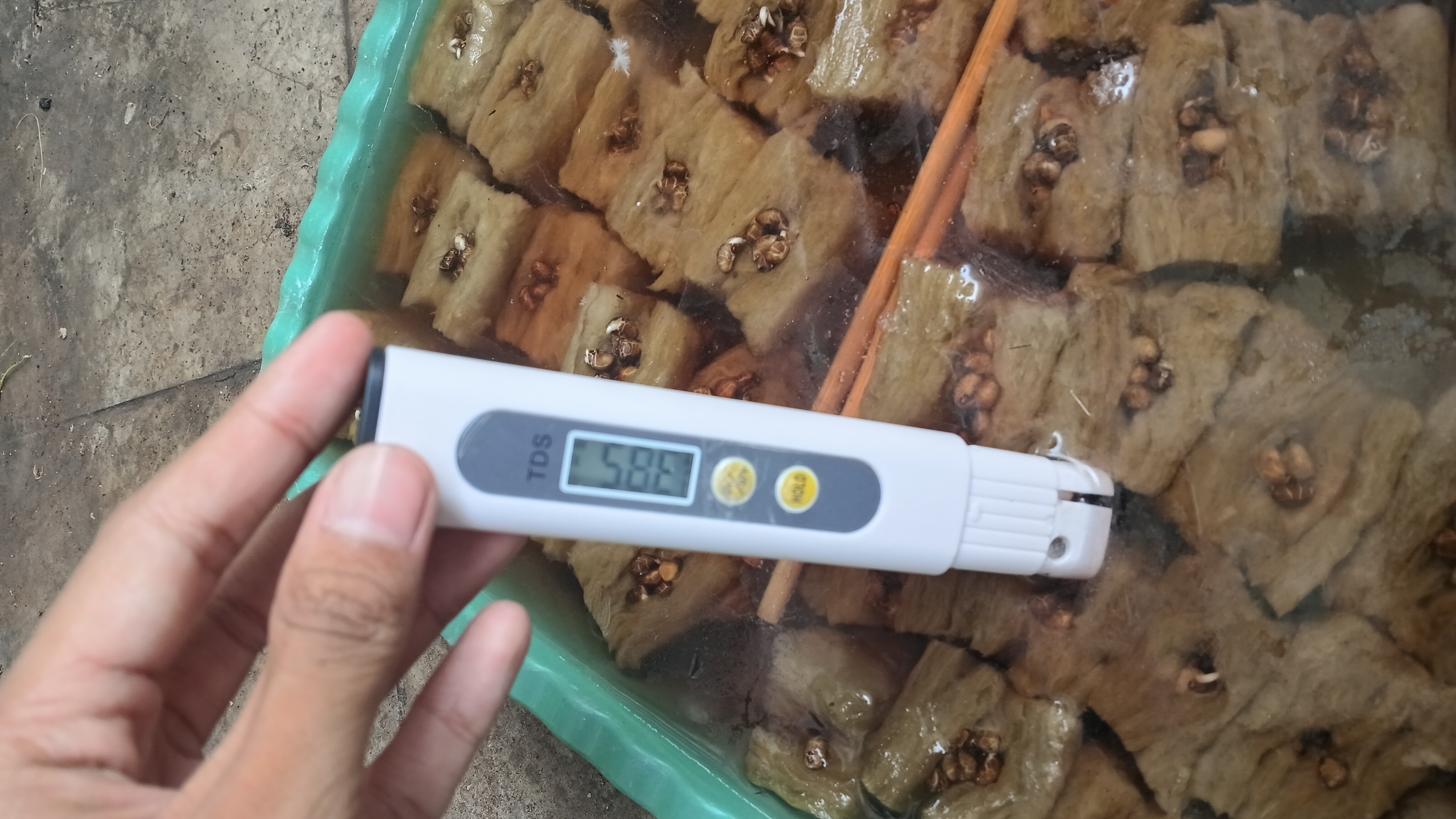 Lahan Urban Farming SMKN 41 Jakarta - Gambar 4