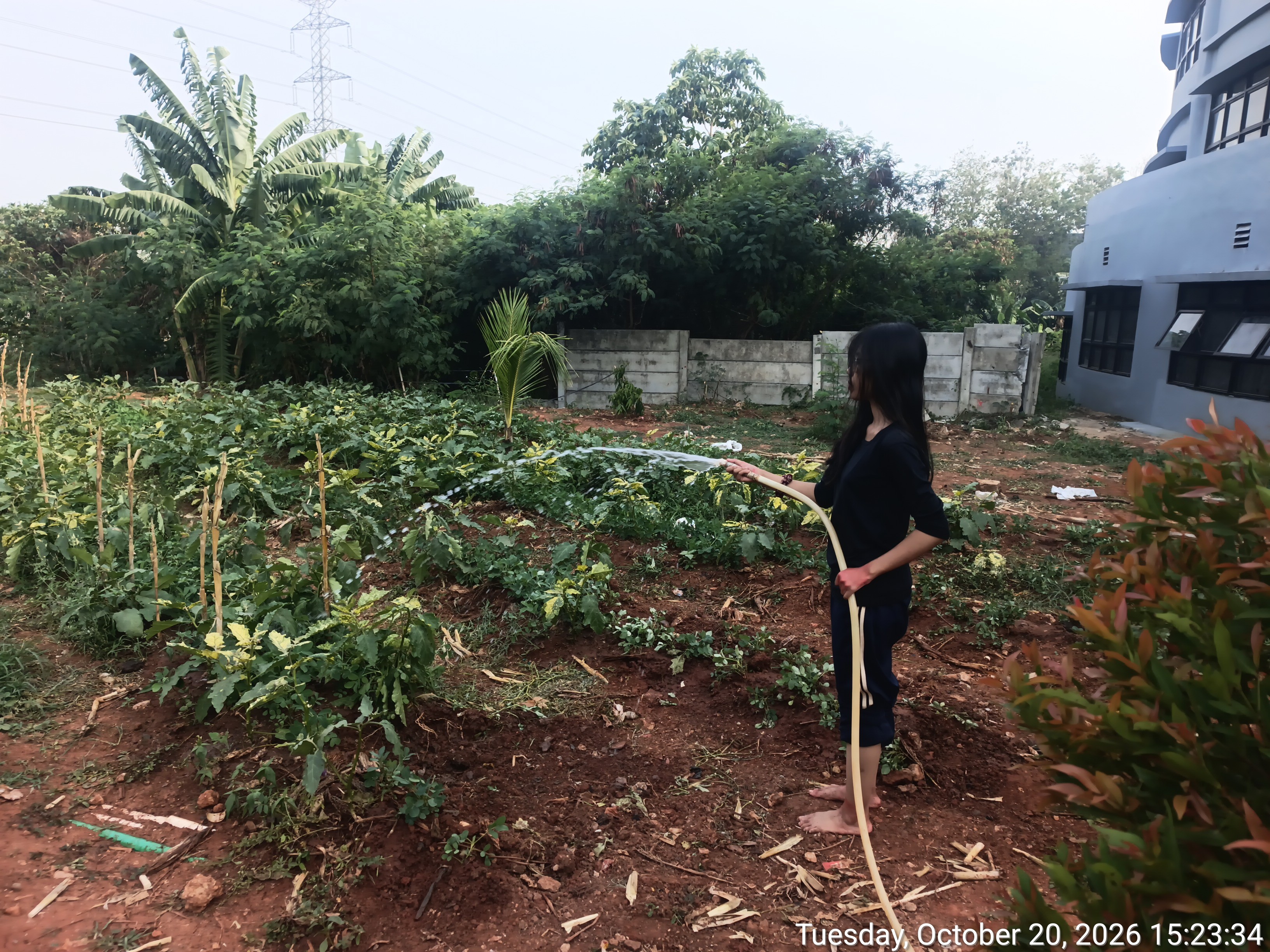 KEBUN SMKN 74 JAGAKARSA JAKARTA SELATAN - Gambar 9