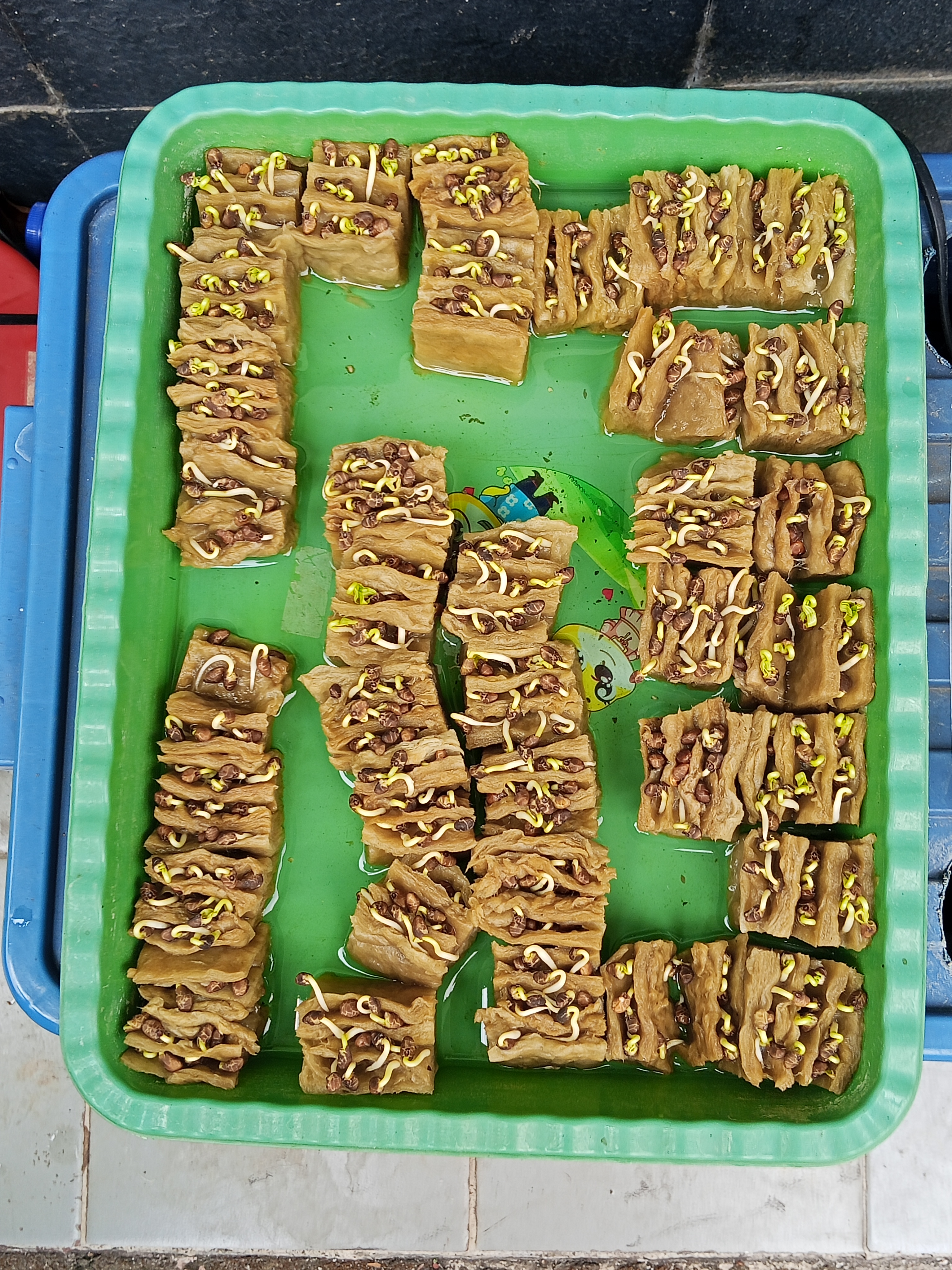 Lahan Urban Farming SMKN 20 Jakarta - Gambar 10