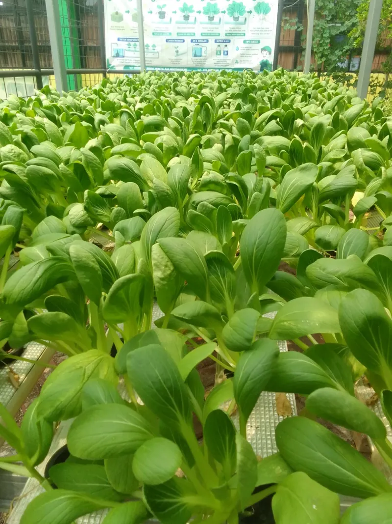 Lahan Urban Farming SDN Lenteng Agung 07 Jakarta - Gambar 11