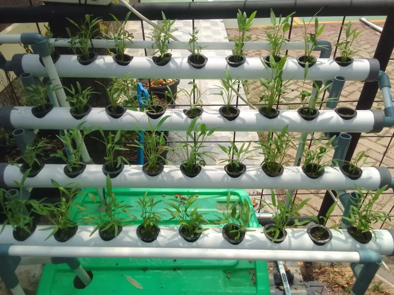 Lahan Urban Farming SDN Lenteng Agung 07 Jakarta - Gambar 10