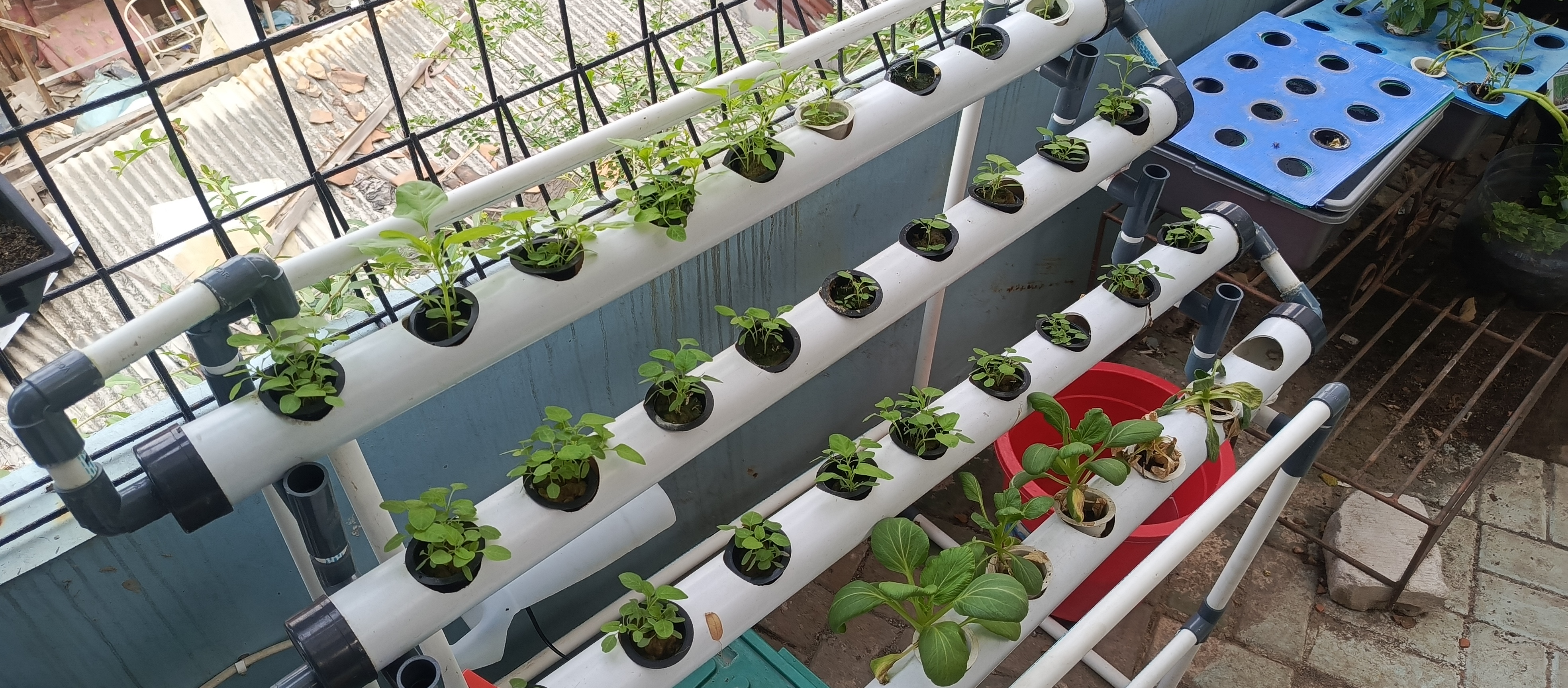 Lahan Urban Farming SMKN 43 Jakarta - Gambar 11