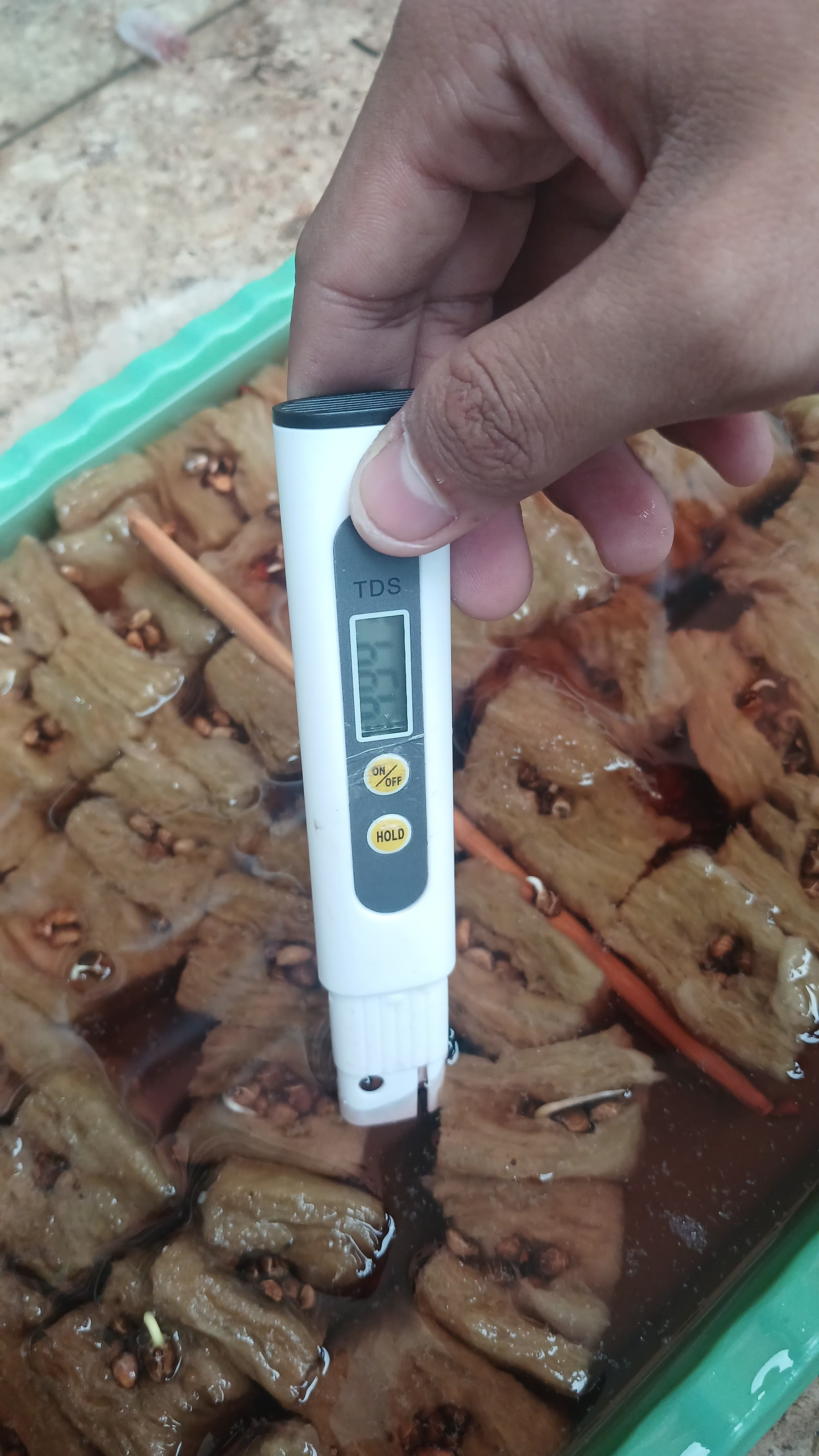 Lahan Urban Farming SMKN 41 Jakarta - Gambar 3