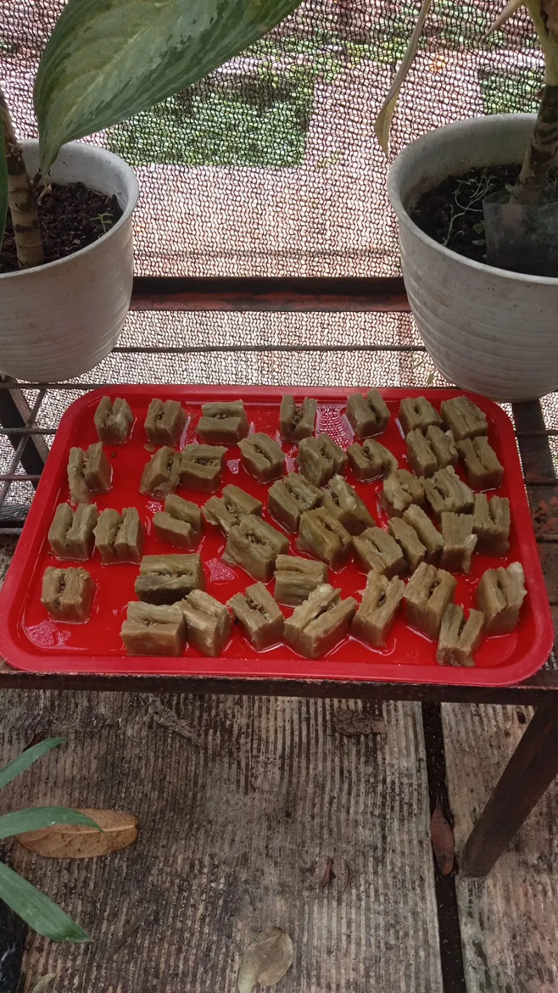 Lahan Urban Farming SMAN 109 Jakarta - Gambar 12