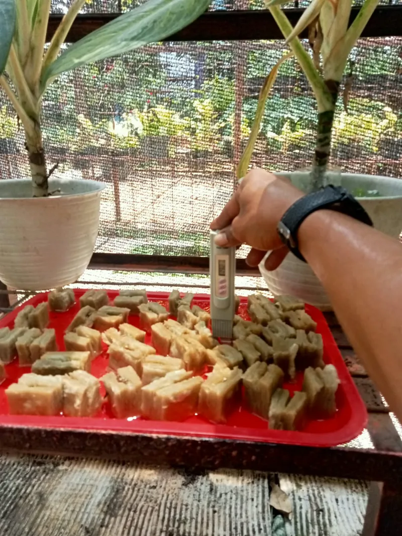 Lahan Urban Farming SMAN 109 Jakarta - Gambar 10