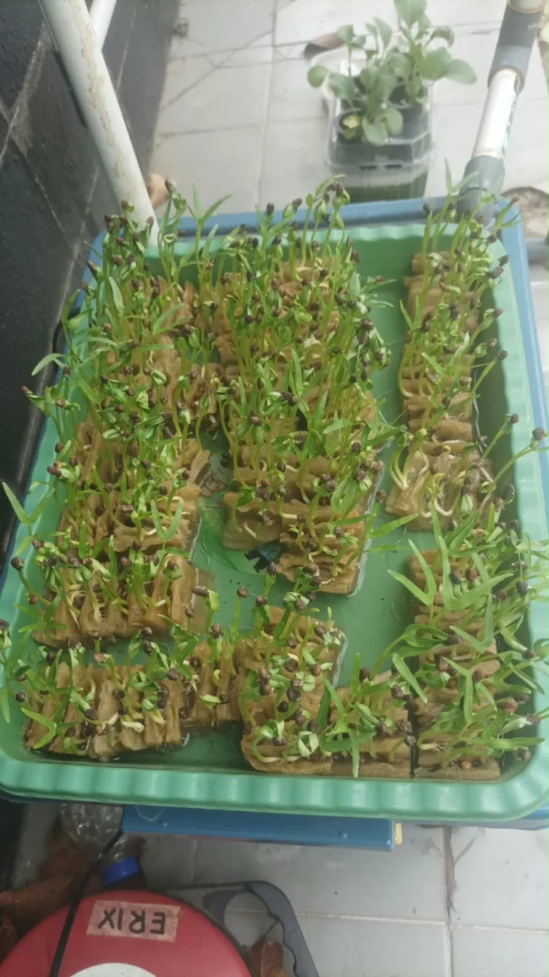 Lahan Urban Farming SMKN 20 Jakarta - Gambar 9