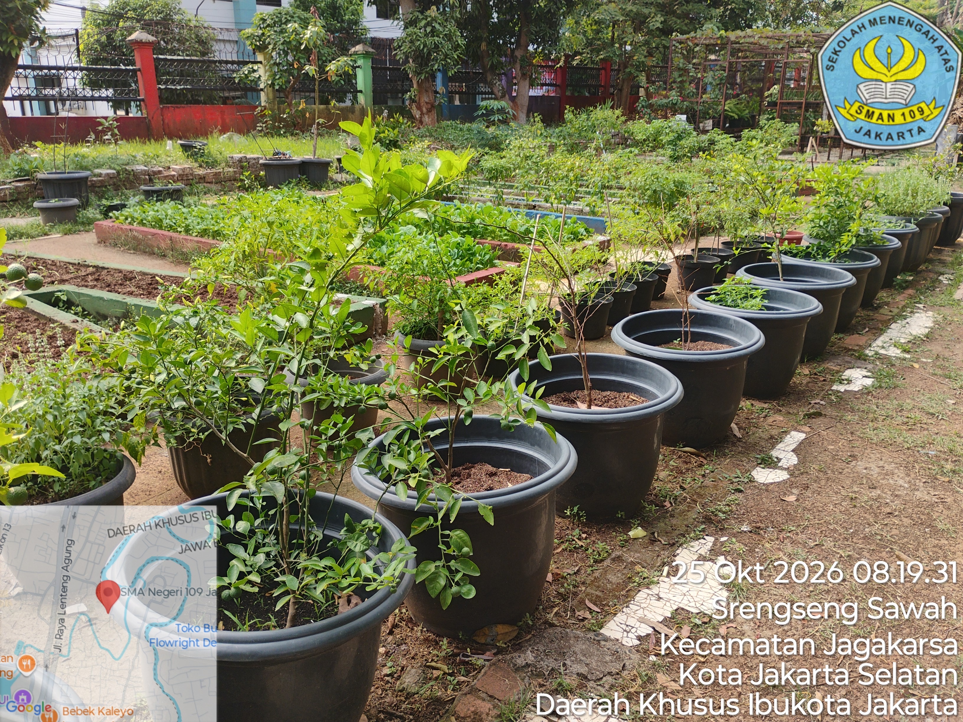 Lahan Urban Farming SMAN 109 Jakarta - Gambar 6