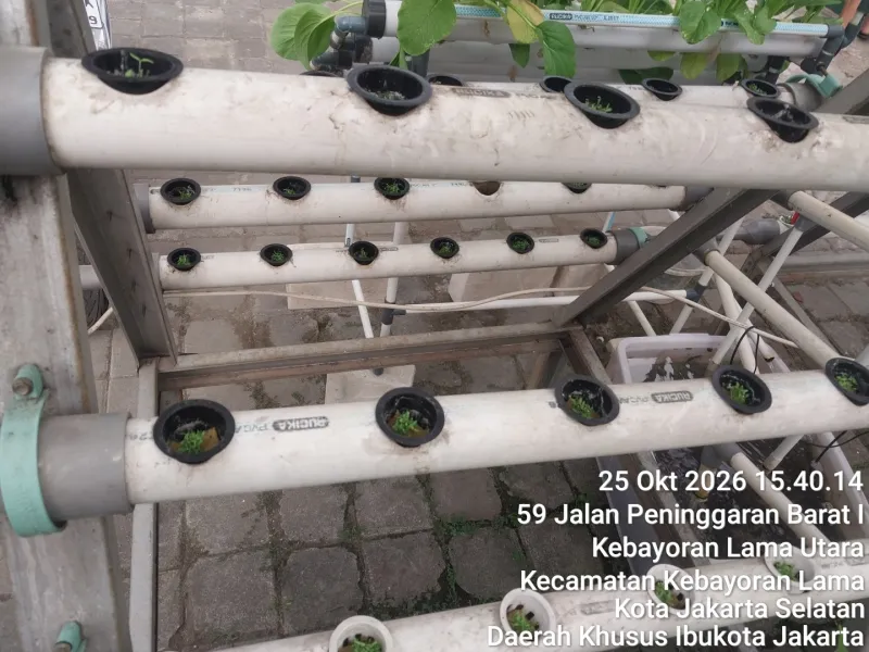 Lahan Urban Farming SMKN 59 Jakarta - Gambar 16