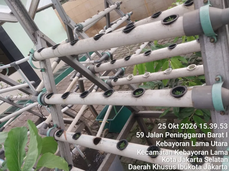 Lahan Urban Farming SMKN 59 Jakarta - Gambar 15