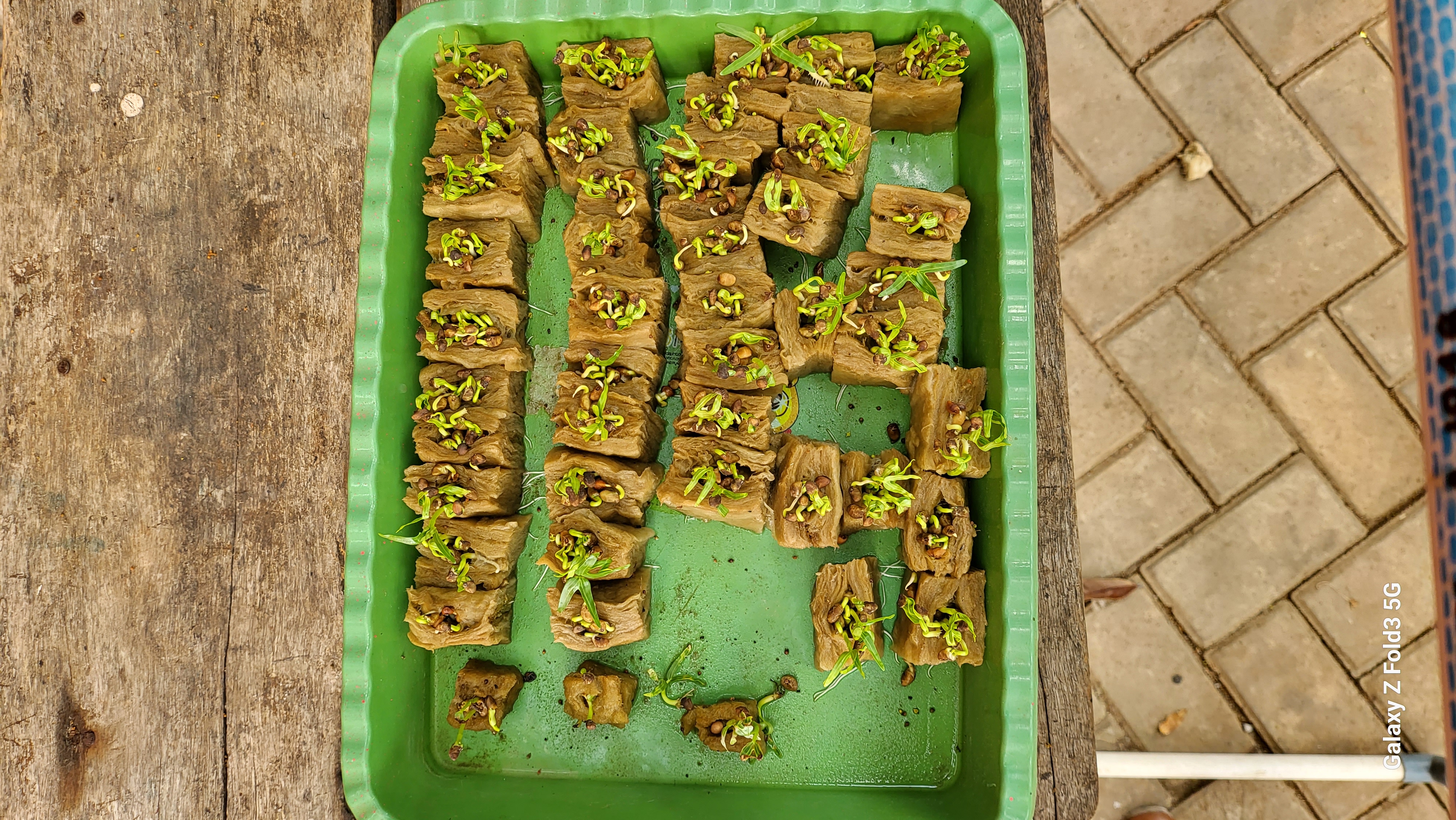 Lahan Urban Farming SDN Bintaro 09 - Gambar 20