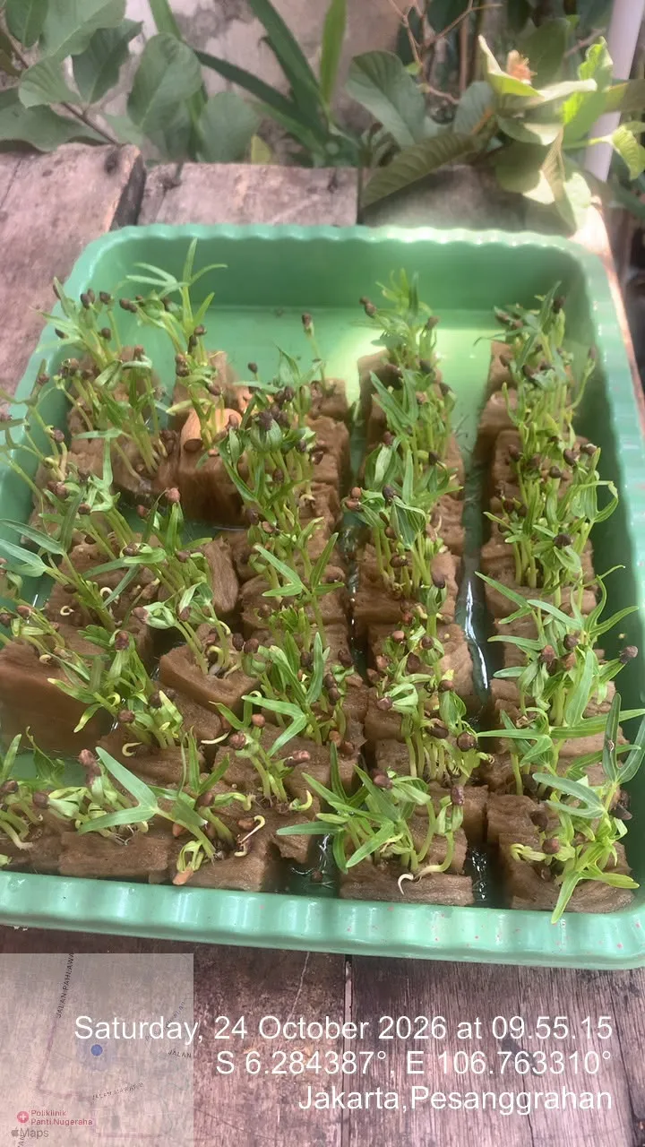 Lahan Urban Farming SDN Bintaro 09 - Gambar 11