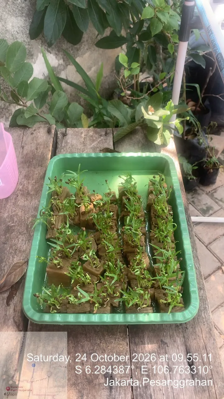 Lahan Urban Farming SDN Bintaro 09 - Gambar 13