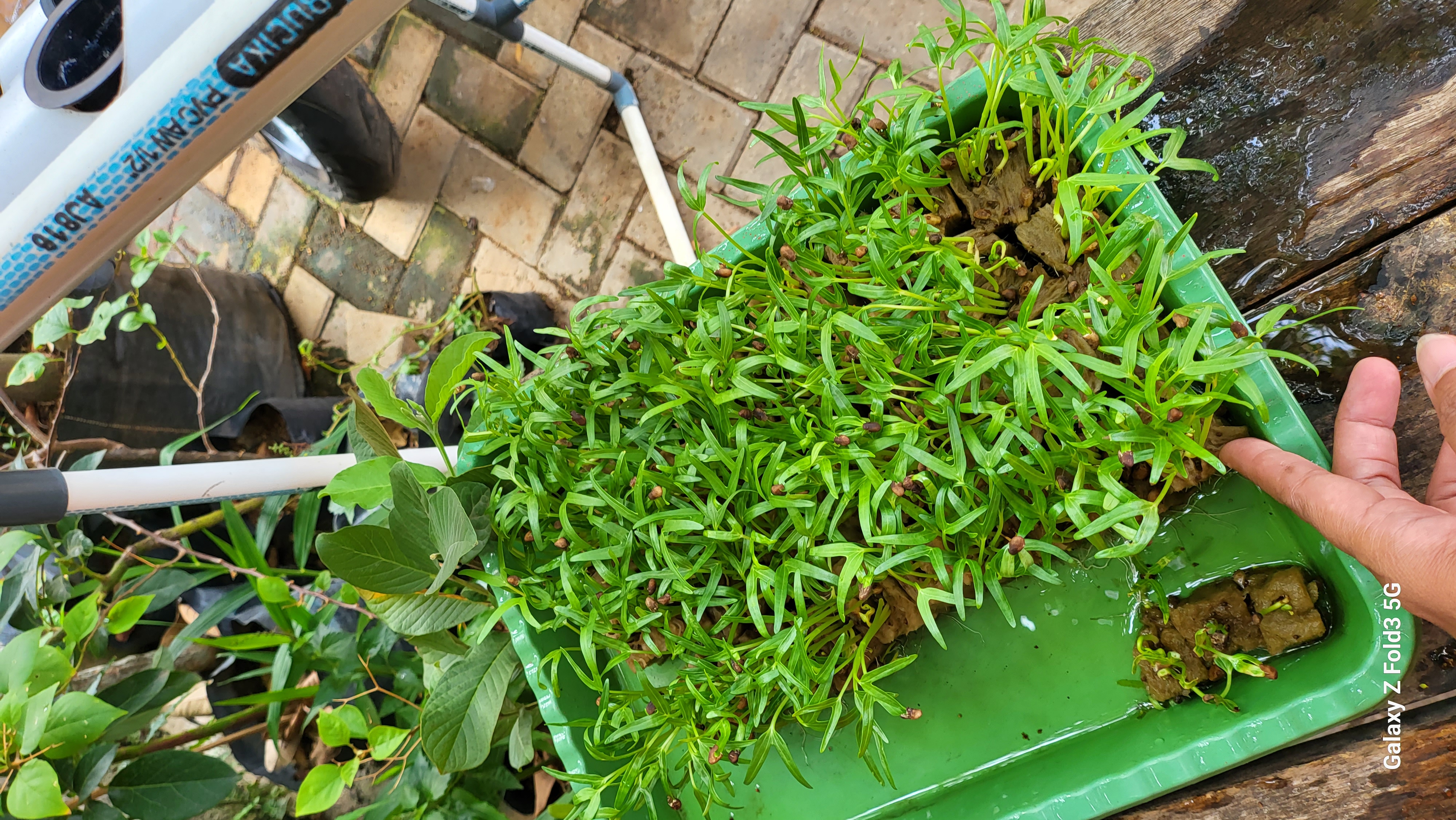 Lahan Urban Farming SDN Bintaro 09 - Gambar 10