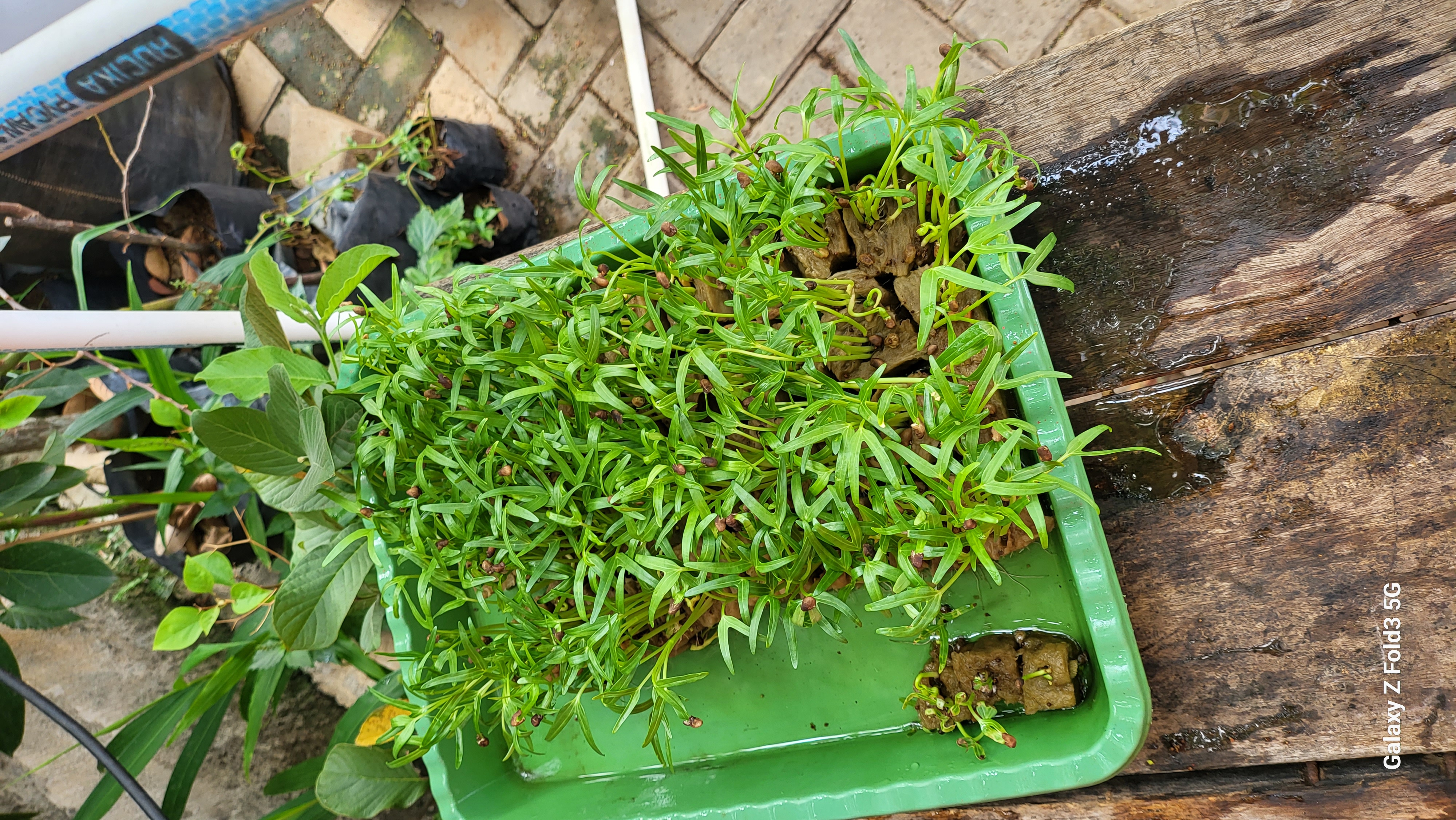 Lahan Urban Farming SDN Bintaro 09 - Gambar 9