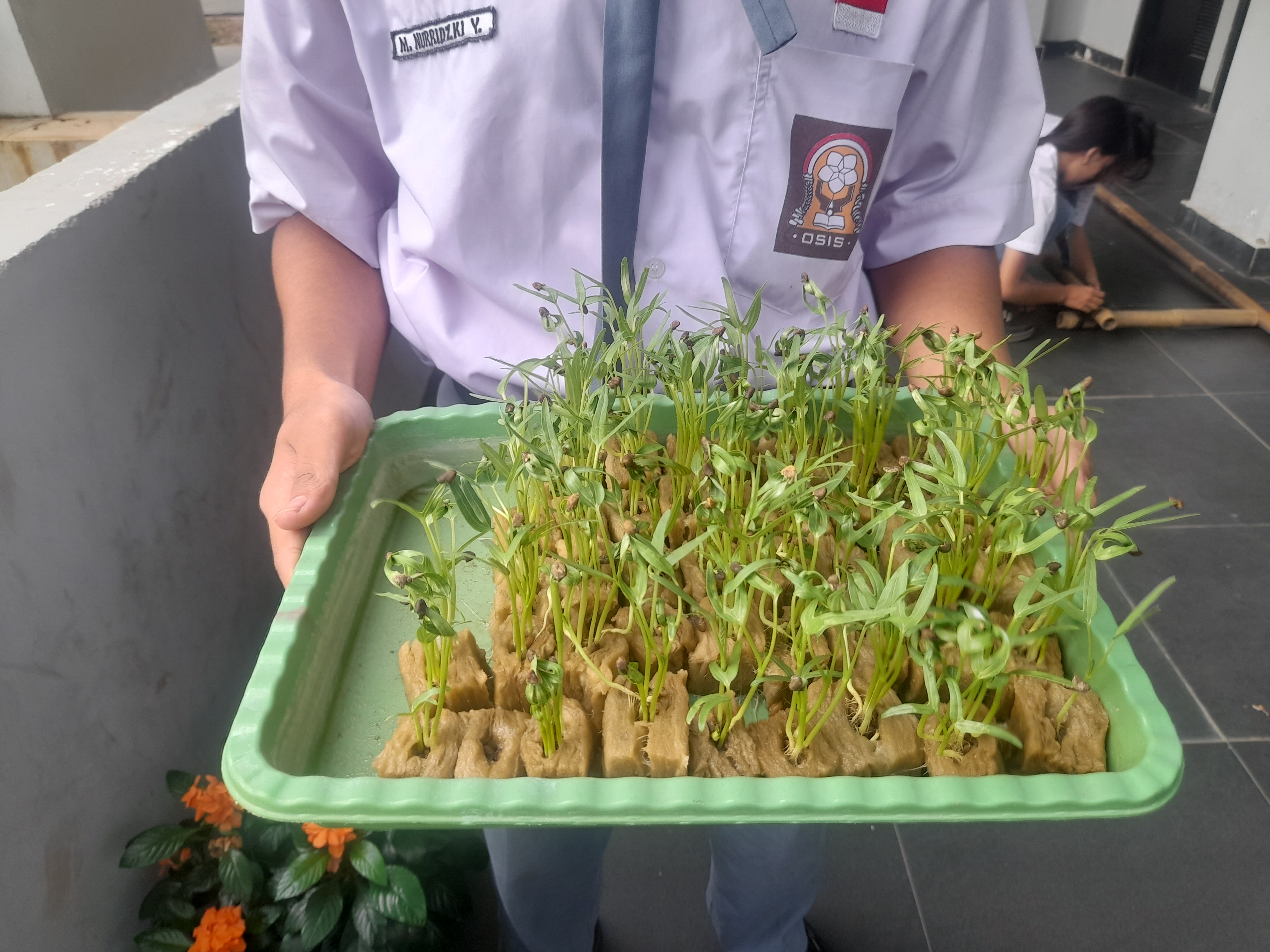 Lahan Urban Farming SMAN 116 Jakarta - Gambar 8