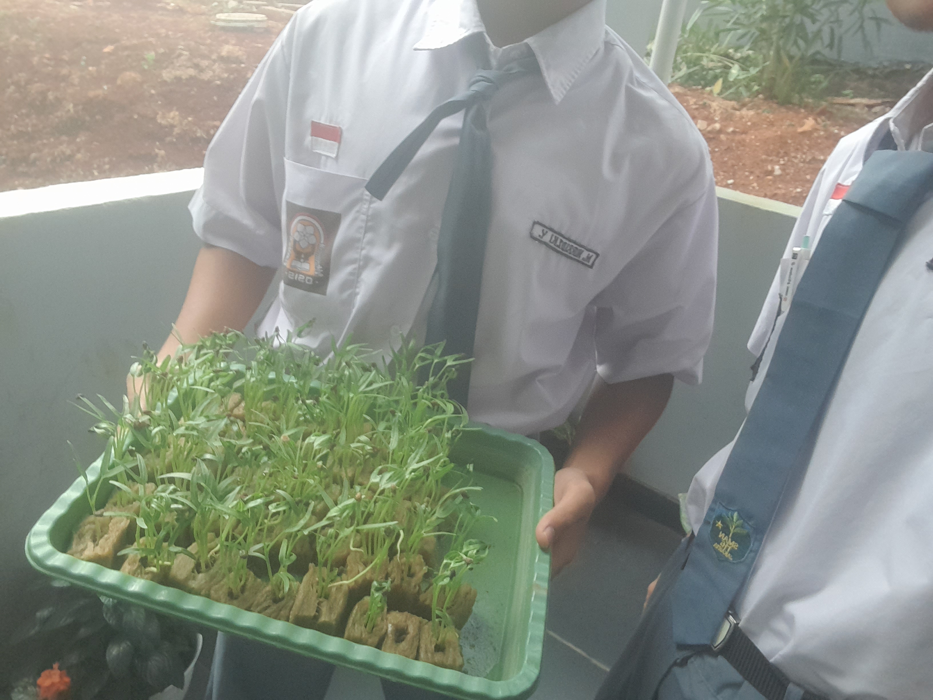 Lahan Urban Farming SMAN 116 Jakarta - Gambar 7