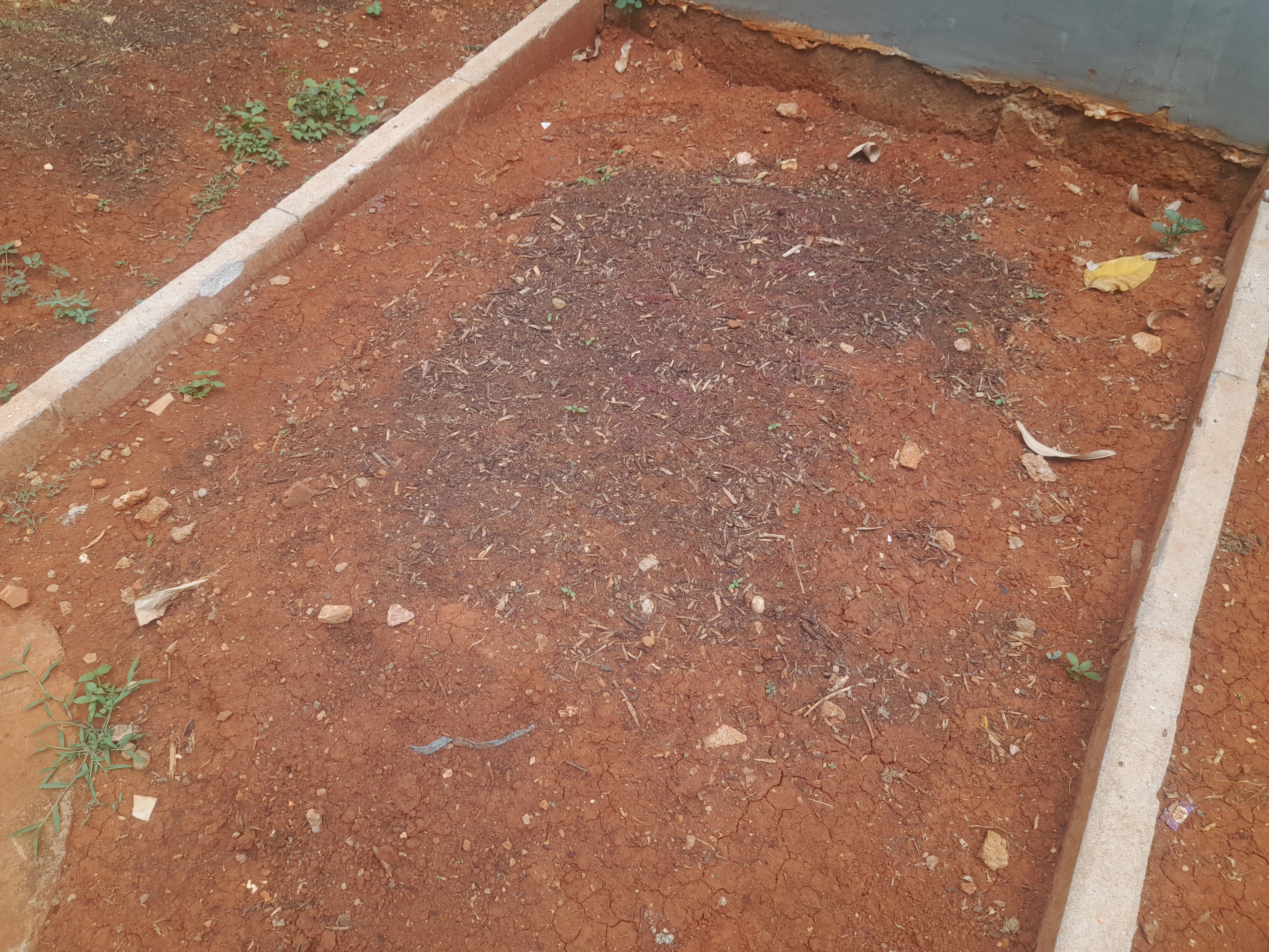 Lahan Urban Farming SMAN 116 Jakarta - Gambar 4