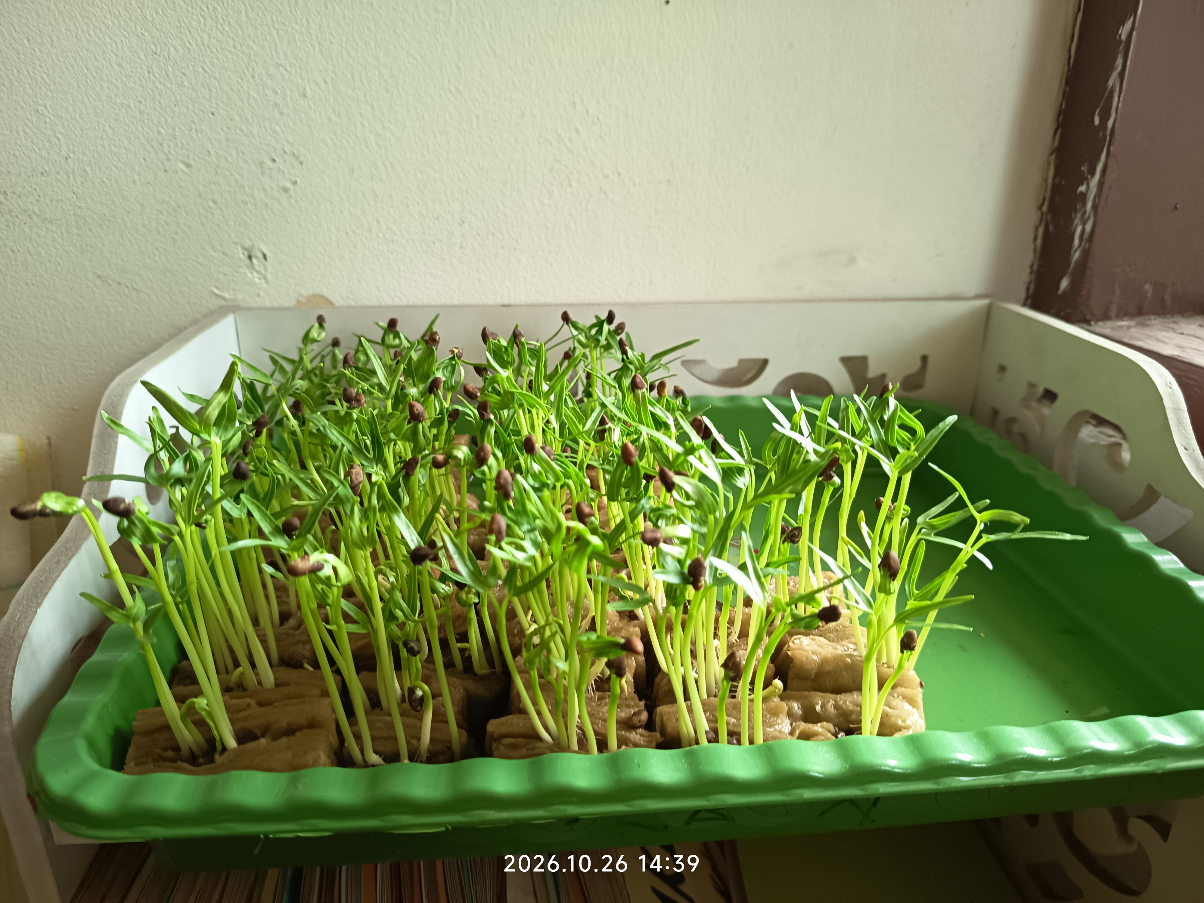 Lahan Urban Farming SLB A Pembina Tingkat Nasional - Gambar 7