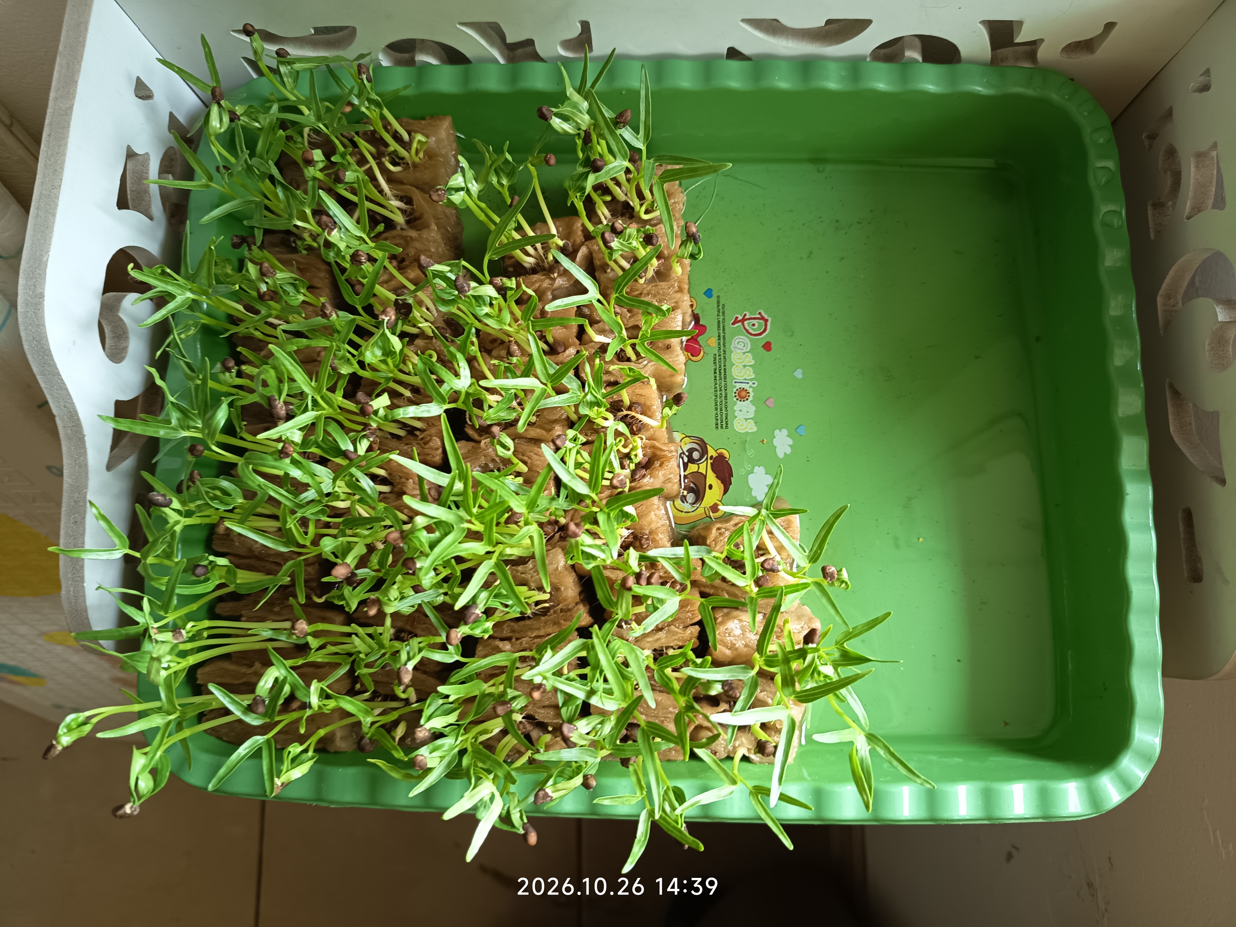 Lahan Urban Farming SLB A Pembina Tingkat Nasional - Gambar 8