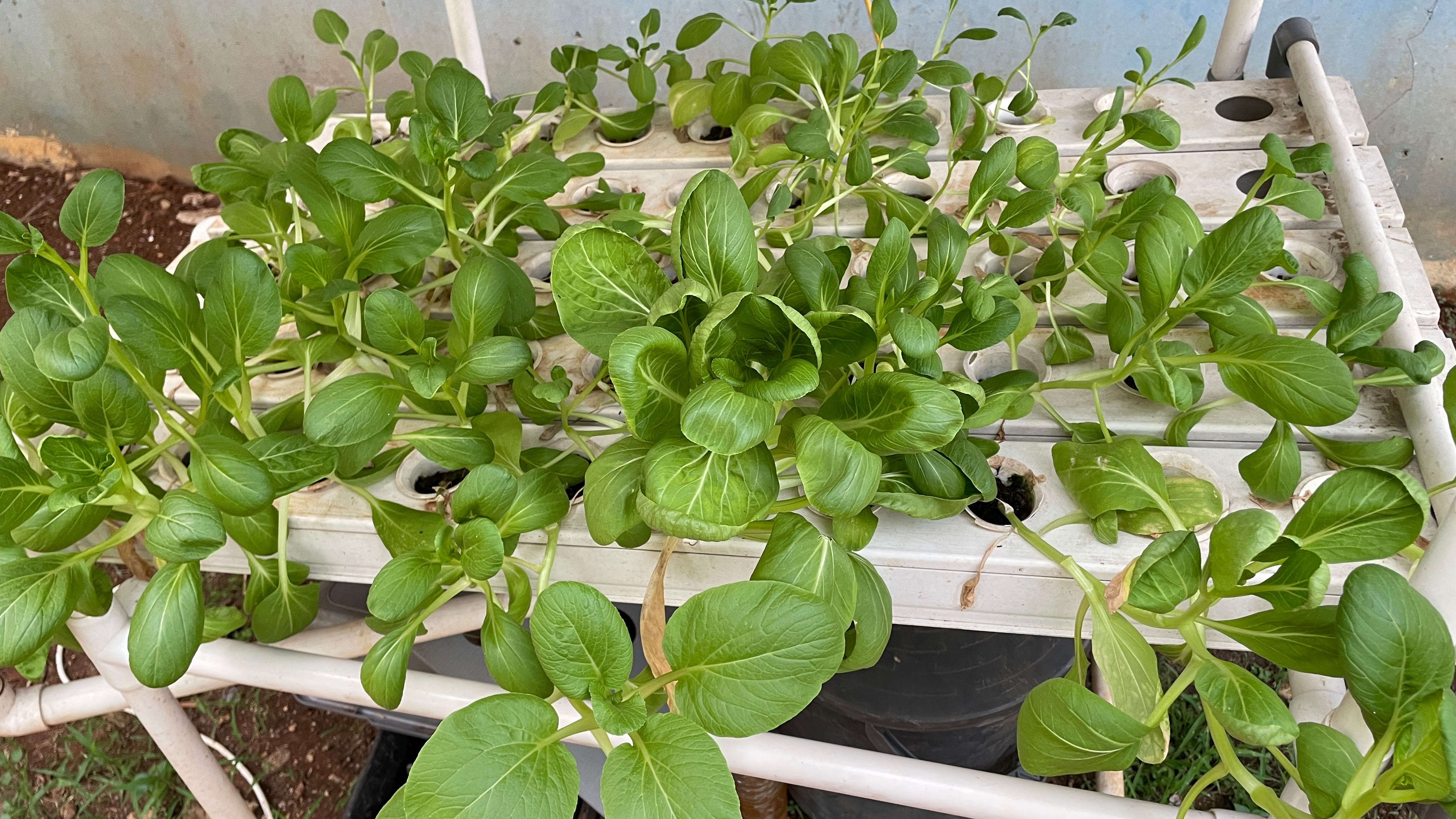 Lahan Urban Farming SLBN 01 Lebak Bulus - Gambar 8