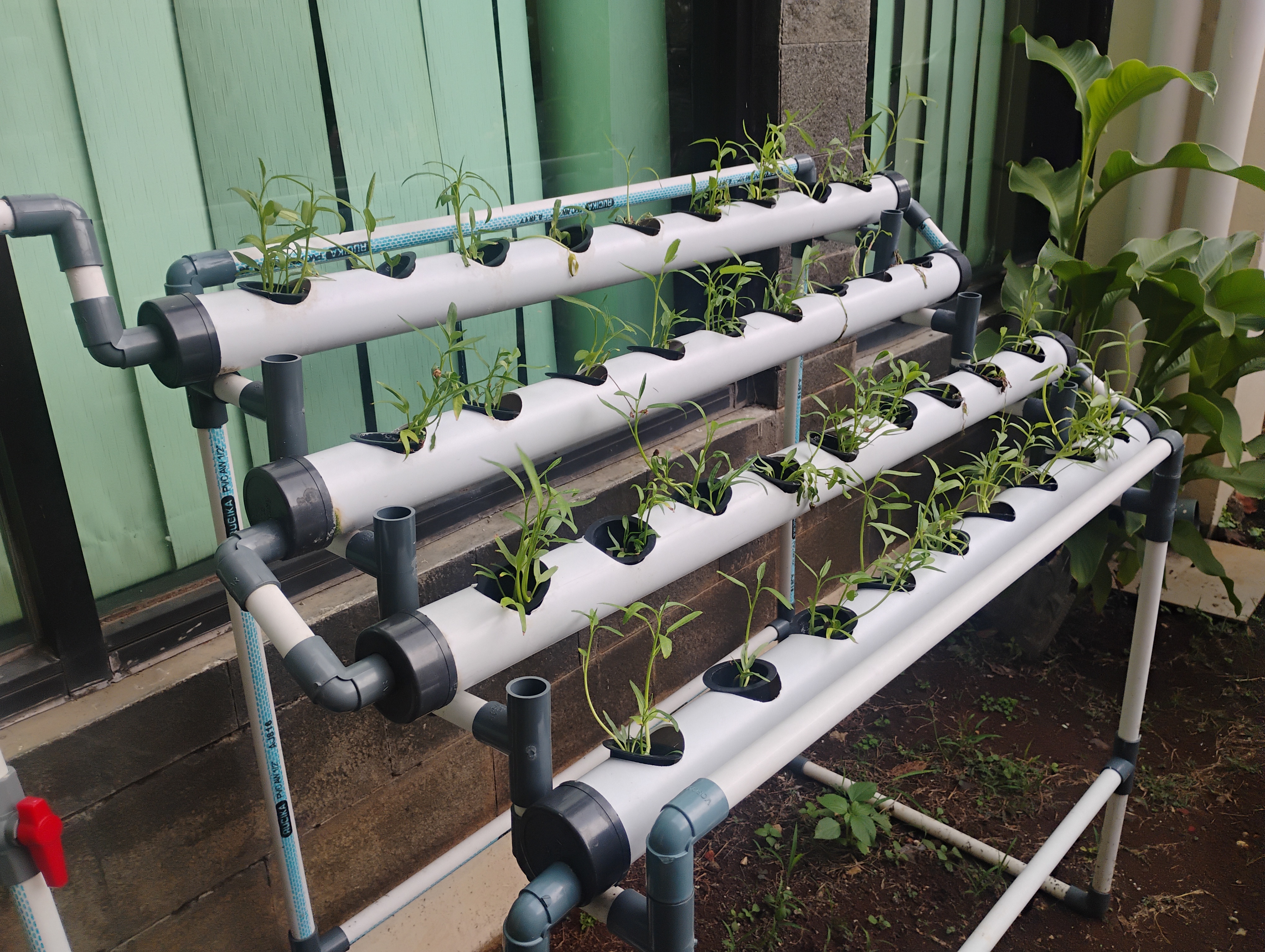 Lahan Urban Farming SMKN 62 Jakarta - Gambar 4