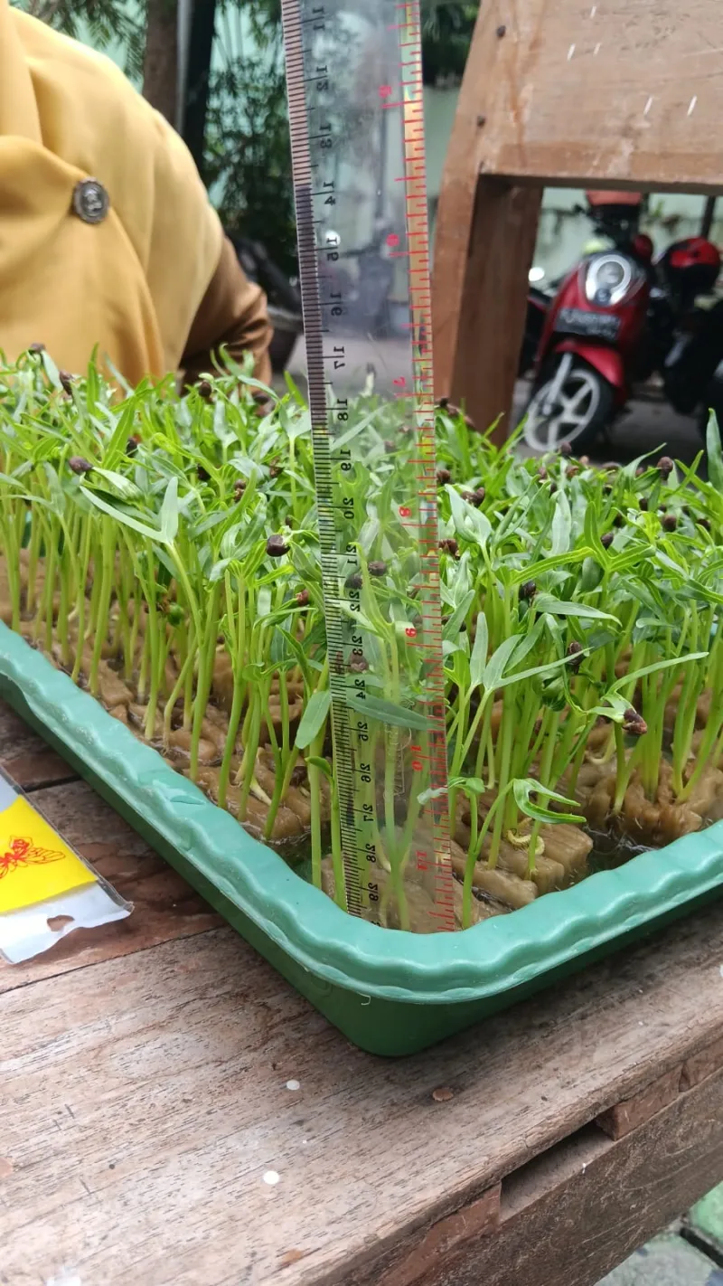 Lahan Urban Farming SMKN 20 Jakarta - Gambar 6