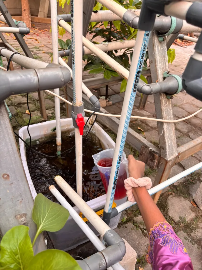 Lahan Urban Farming SMKN 59 Jakarta - Gambar 11