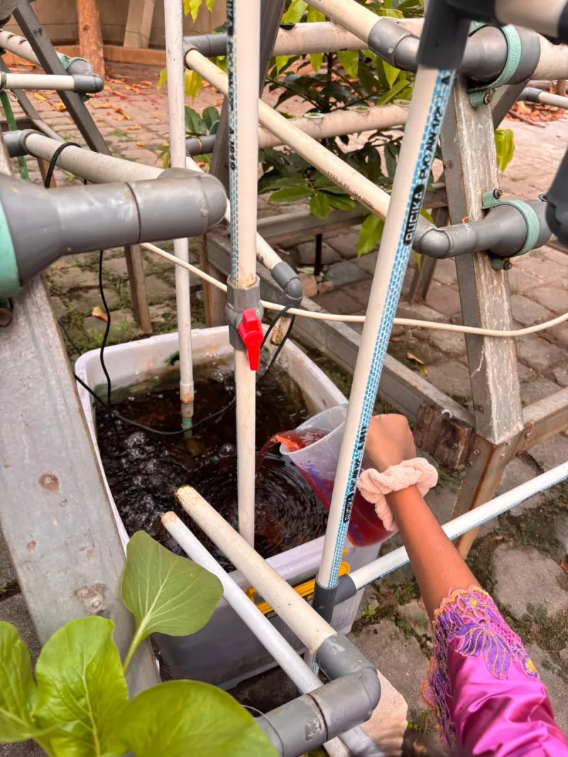Lahan Urban Farming SMKN 59 Jakarta - Gambar 6