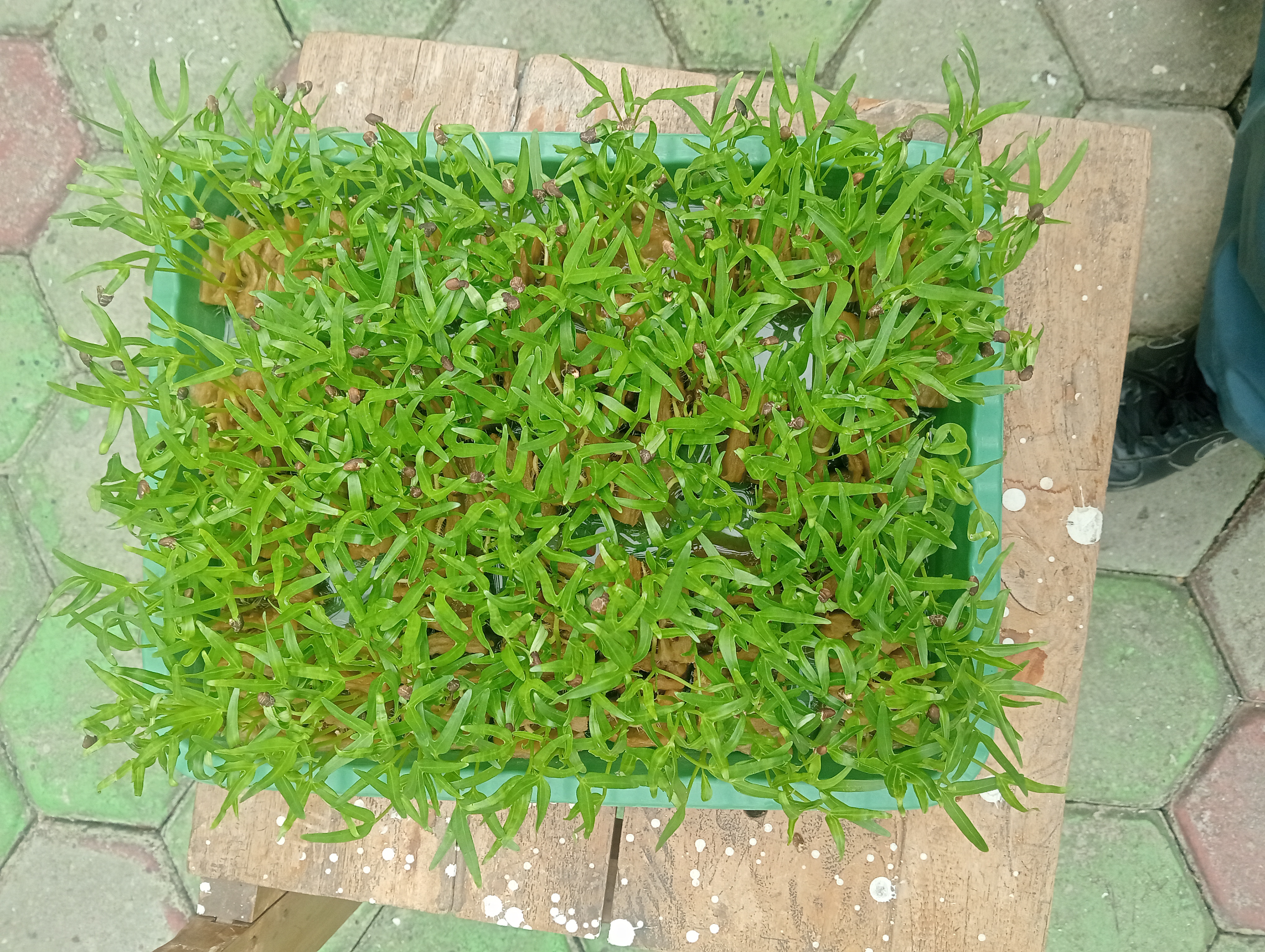 Lahan Urban Farming SMKN 20 Jakarta - Gambar 4