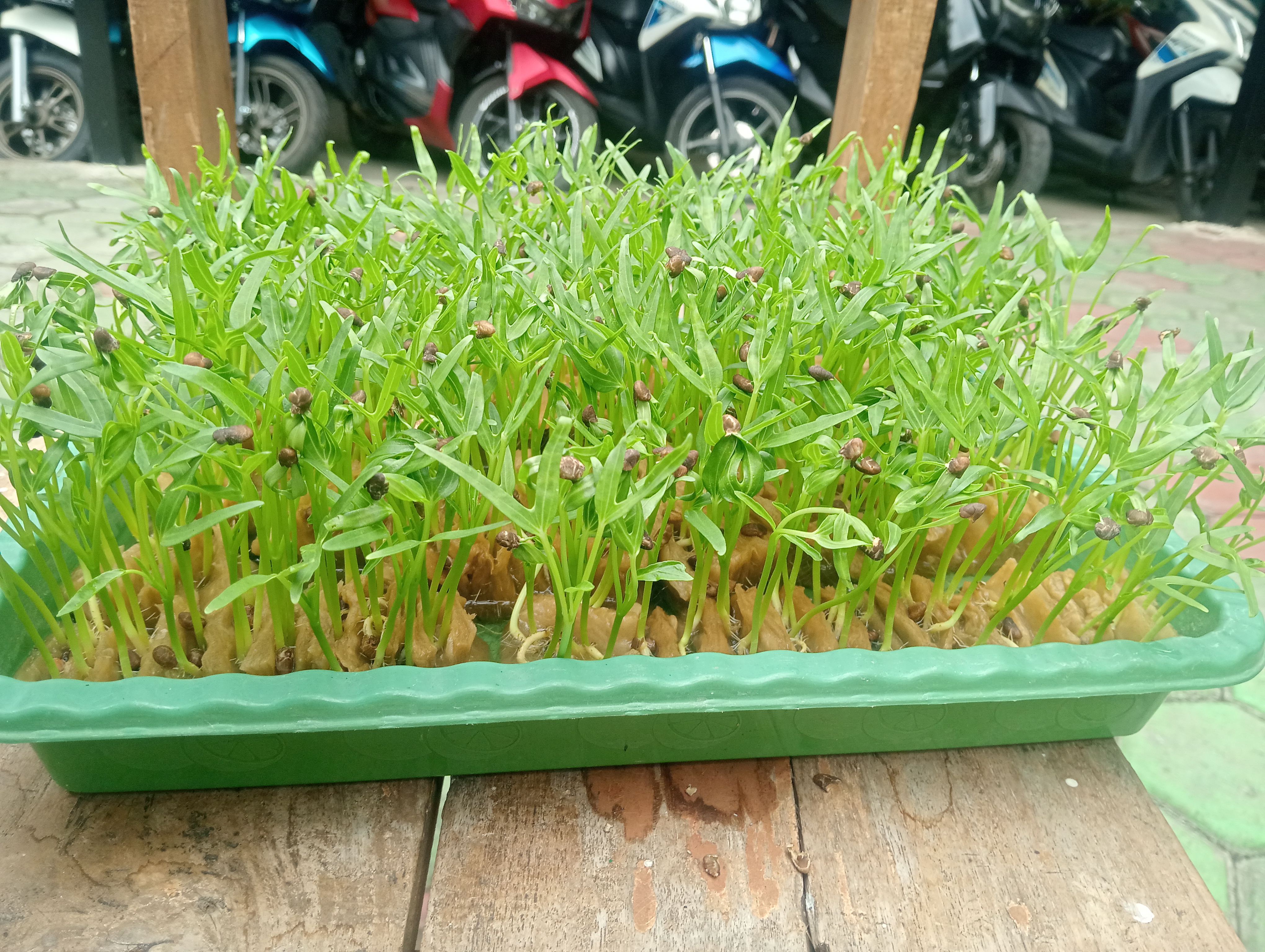 Lahan Urban Farming SMKN 20 Jakarta - Gambar 5
