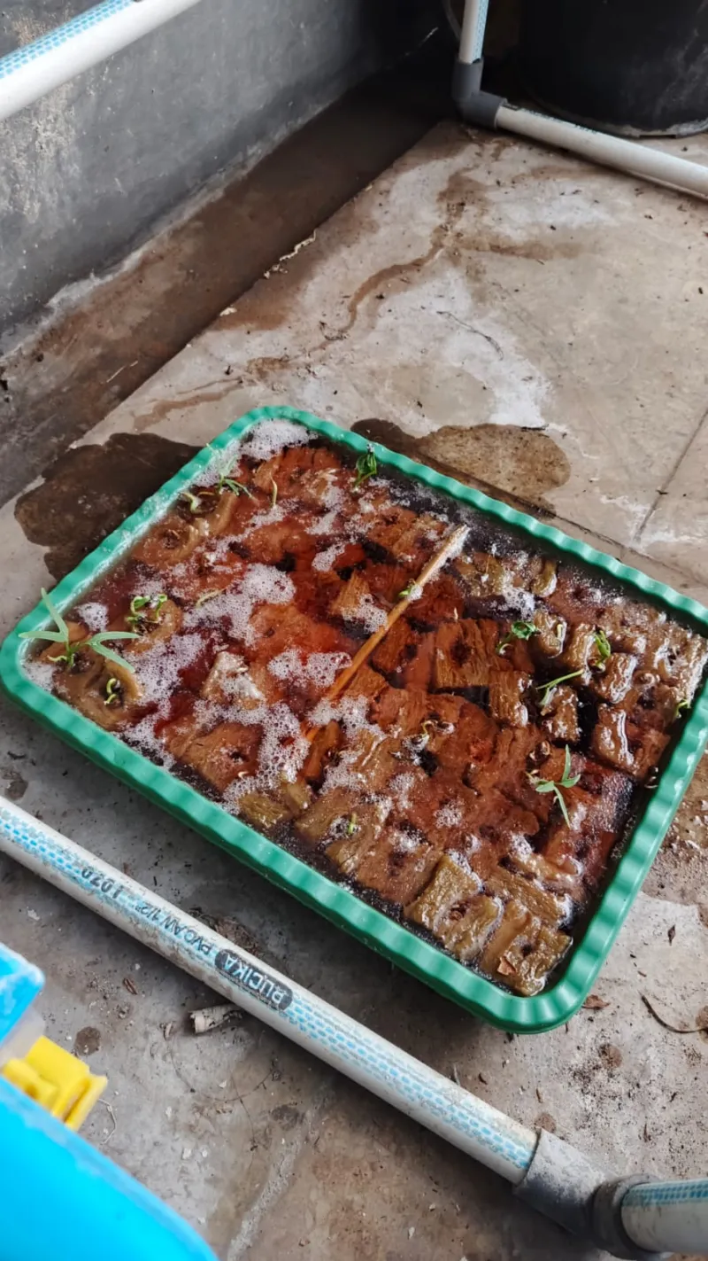 Lahan Urban Farming SMKN 41 Jakarta - Gambar 2
